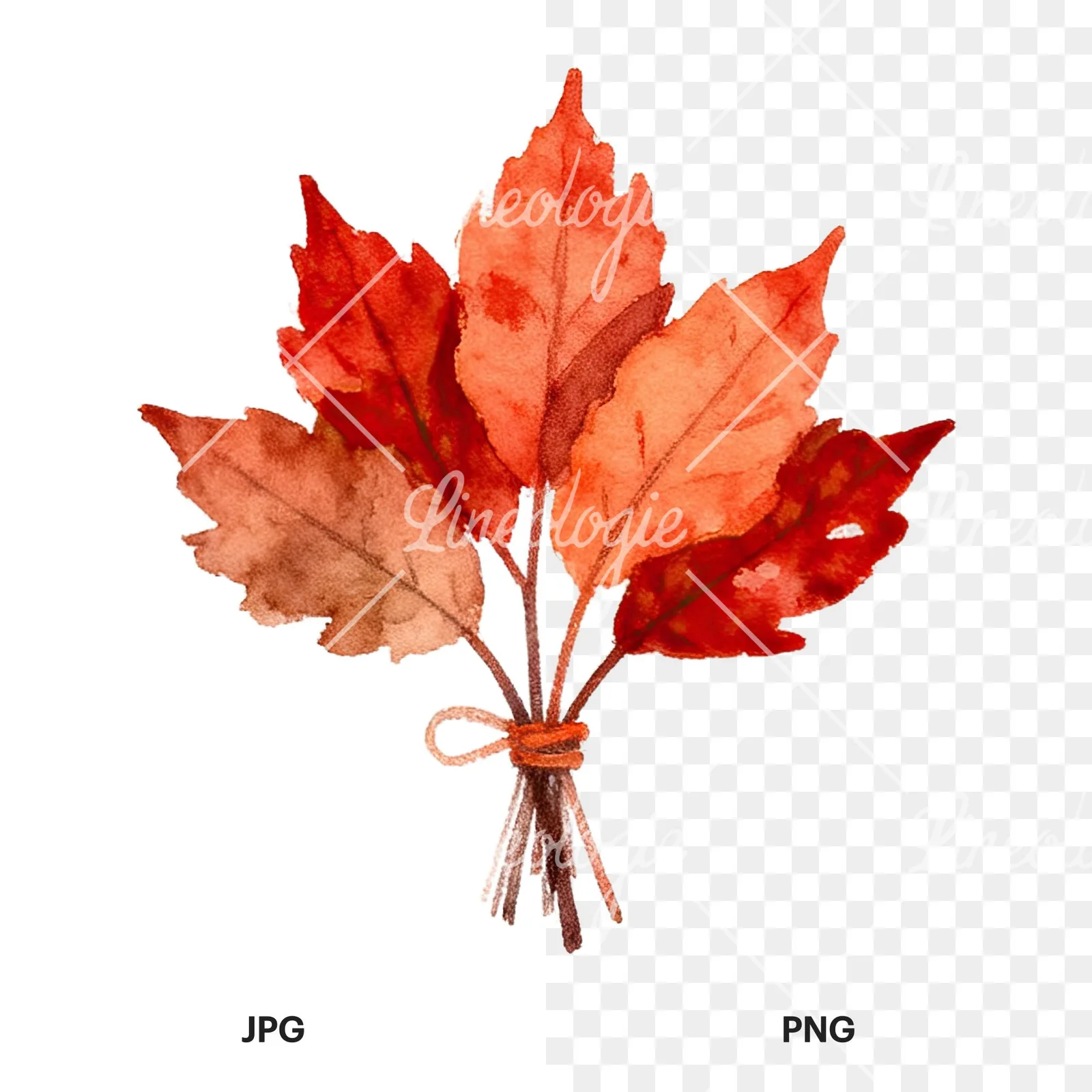 Watercolor autumn leaf bundle clipart 4 of 12, as a JPG on white and a transparent PNG