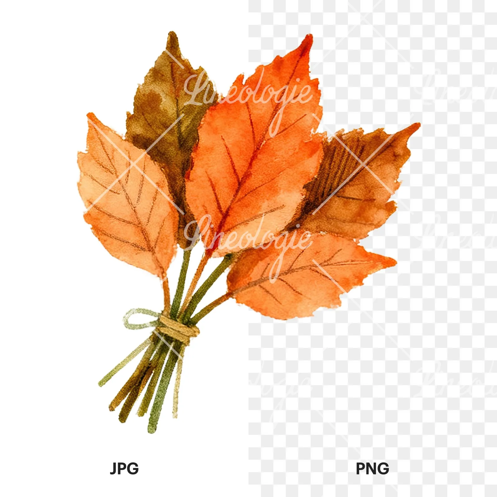 Watercolor autumn leaf bundle clipart 5 of 12, as a JPG on white and a transparent PNG
