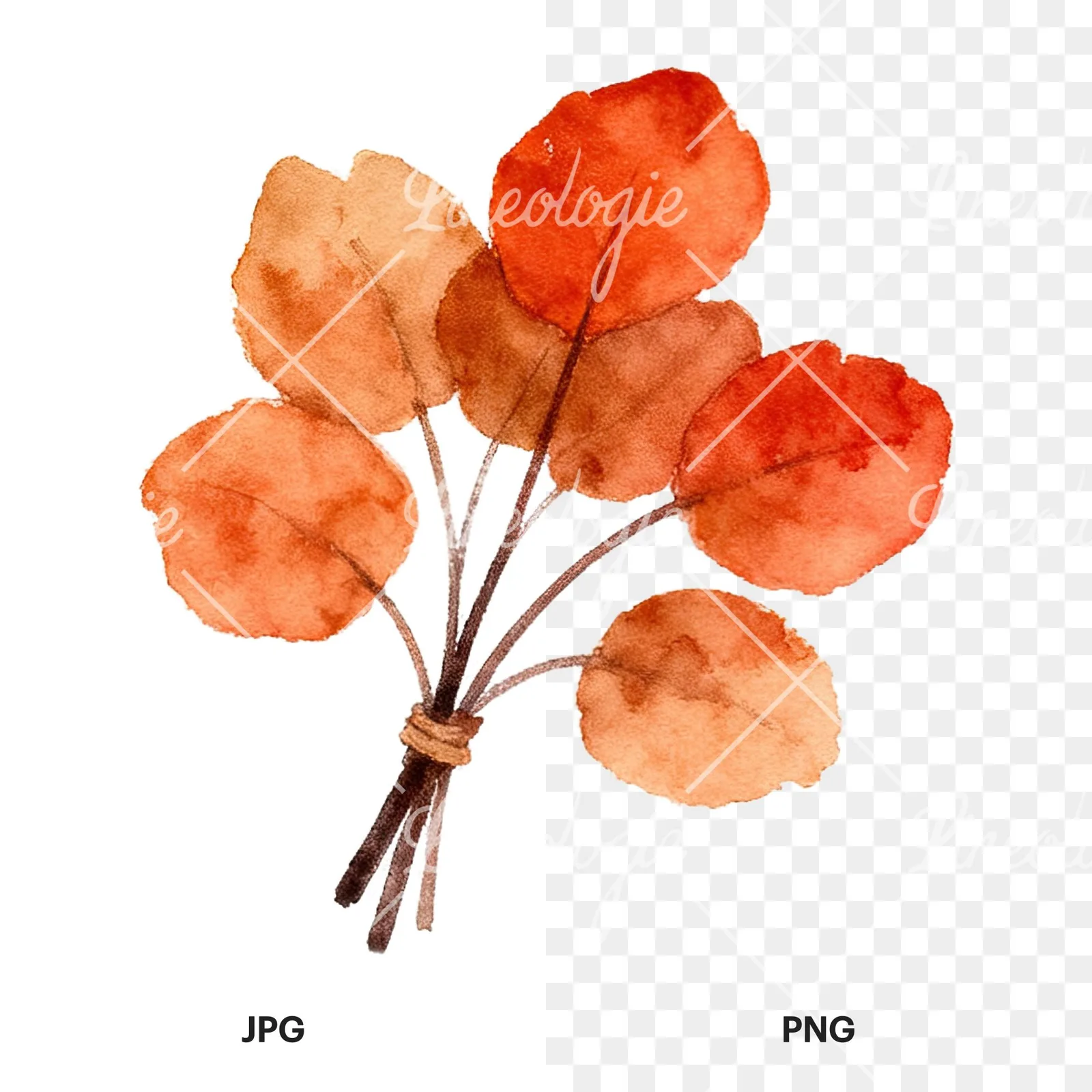 Watercolor autumn leaf bundle clipart 7 of 12, as a JPG on white and a transparent PNG