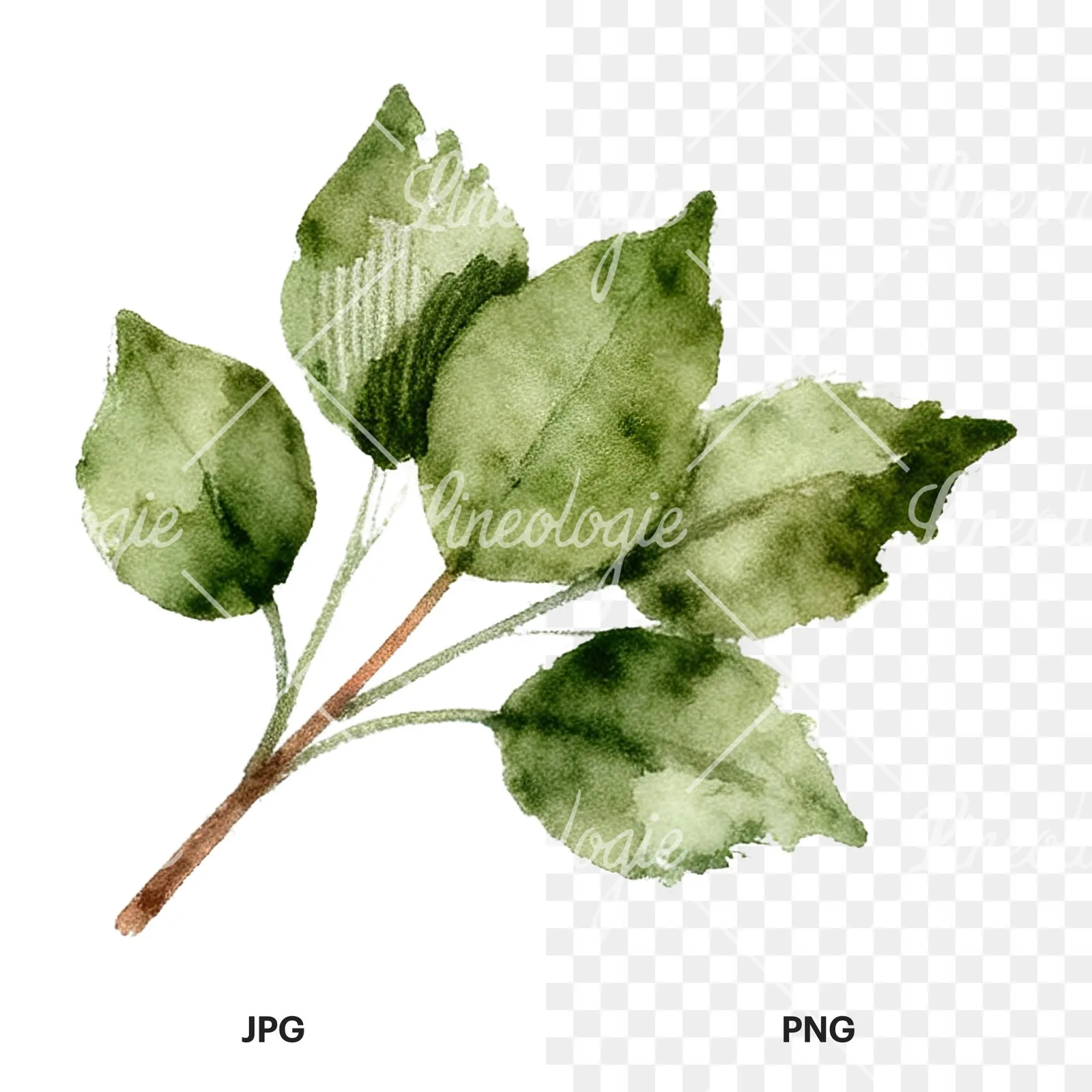 Watercolor autumn leaf bundle clipart 8 of 12, as a JPG on white and a transparent PNG