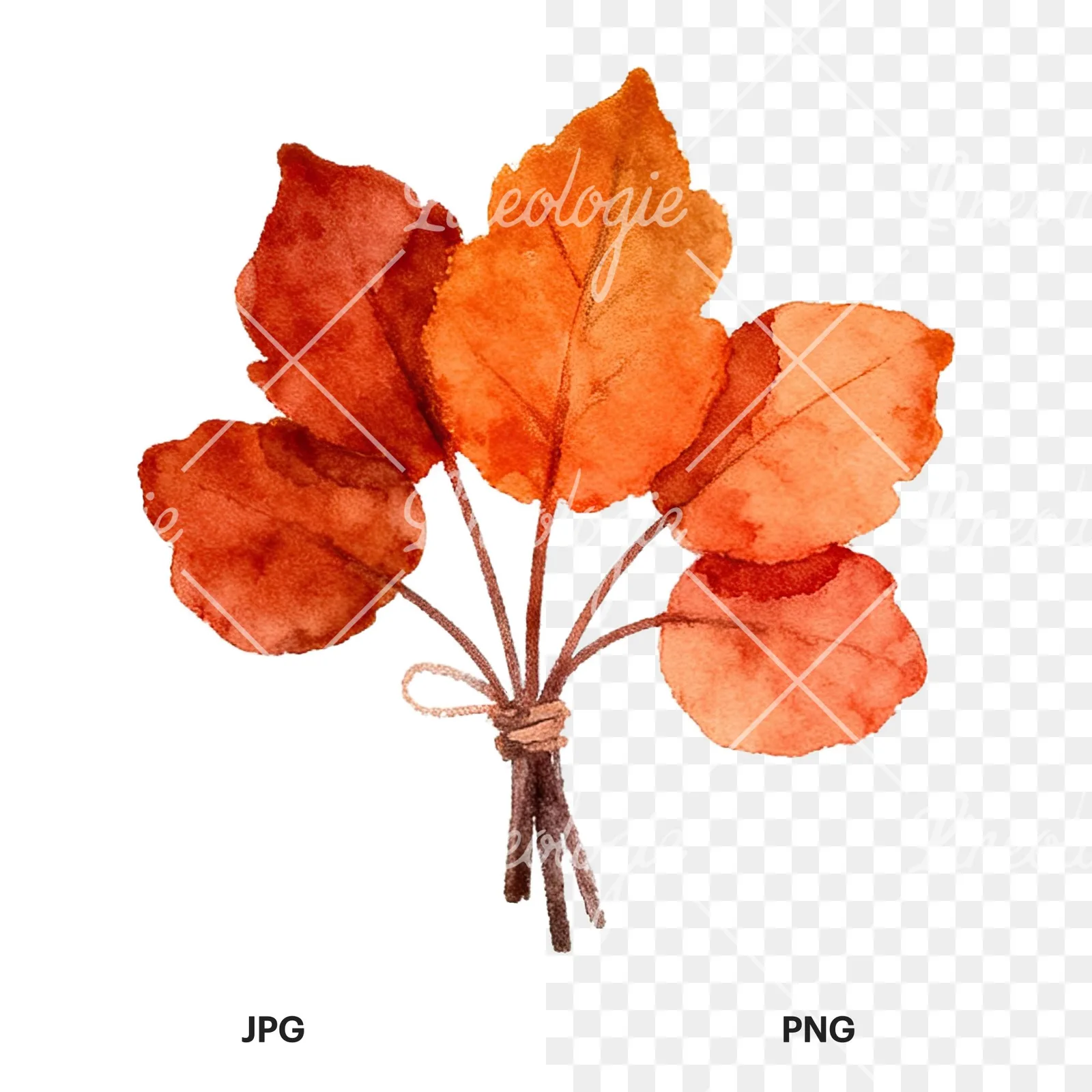 Watercolor autumn leaf bundle clipart 10 of 12, as a JPG on white and a transparent PNG