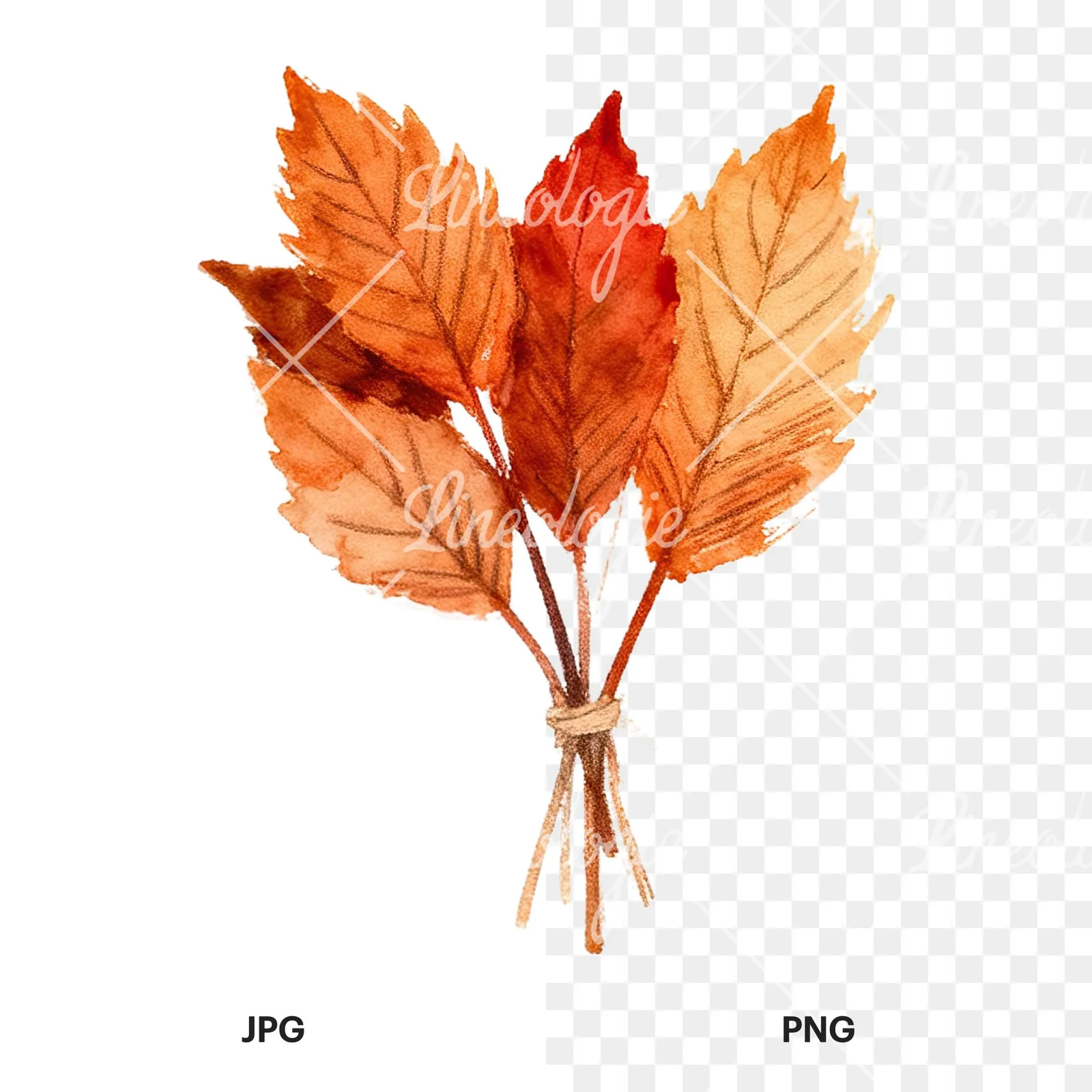 Watercolor autumn leaf bundle clipart 11 of 12, as a JPG on white and a transparent PNG