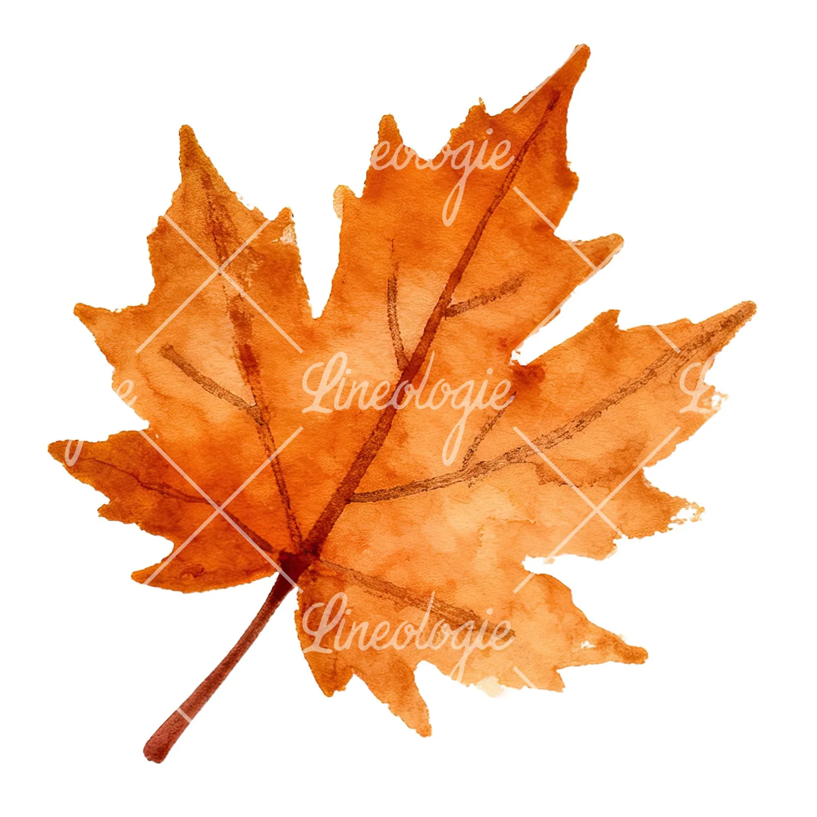 Watercolor red and orange autumn leaf clipart 1 of 12 on a white background (JPG)