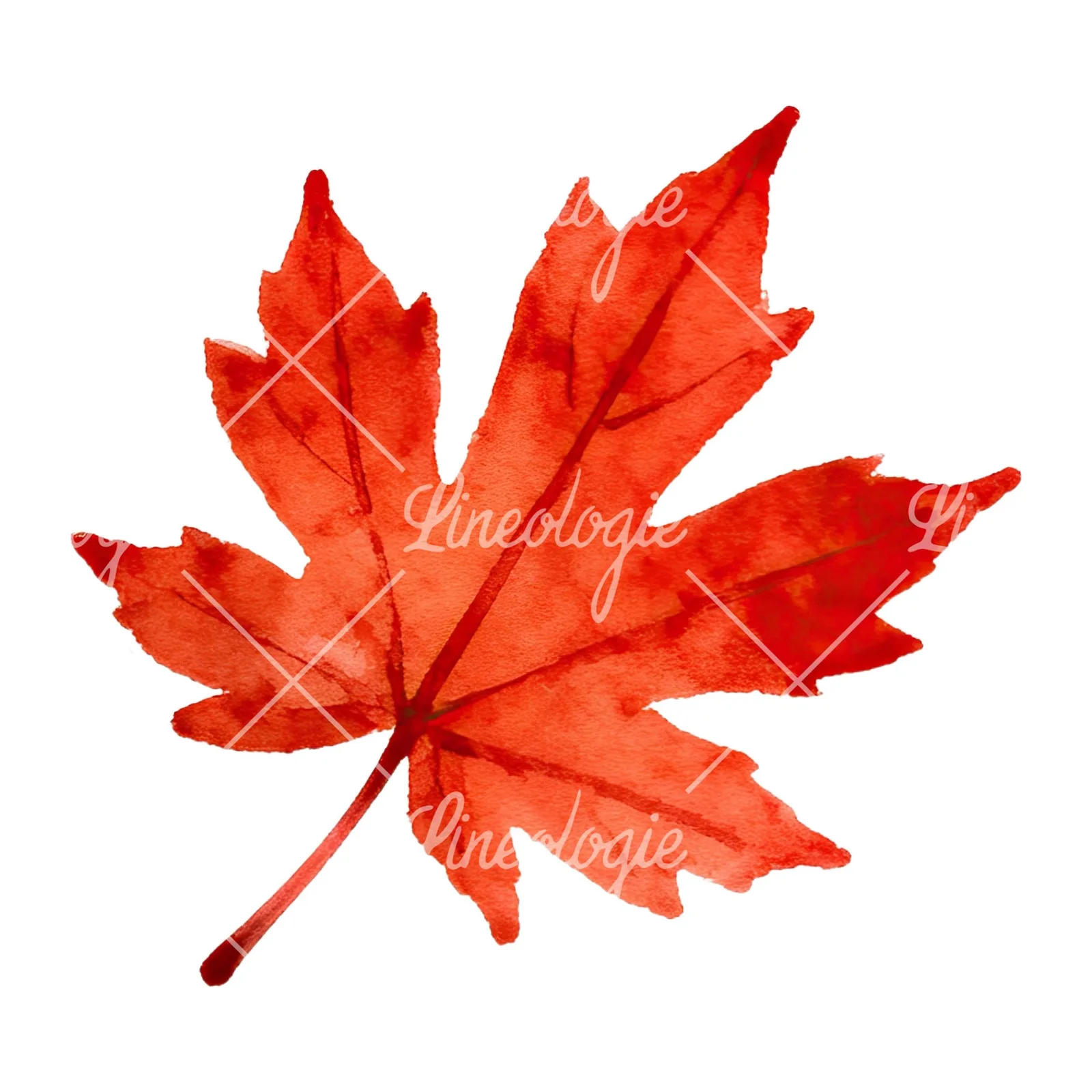 Watercolor red and orange autumn leaf clipart 2 of 12 on a white background (JPG)