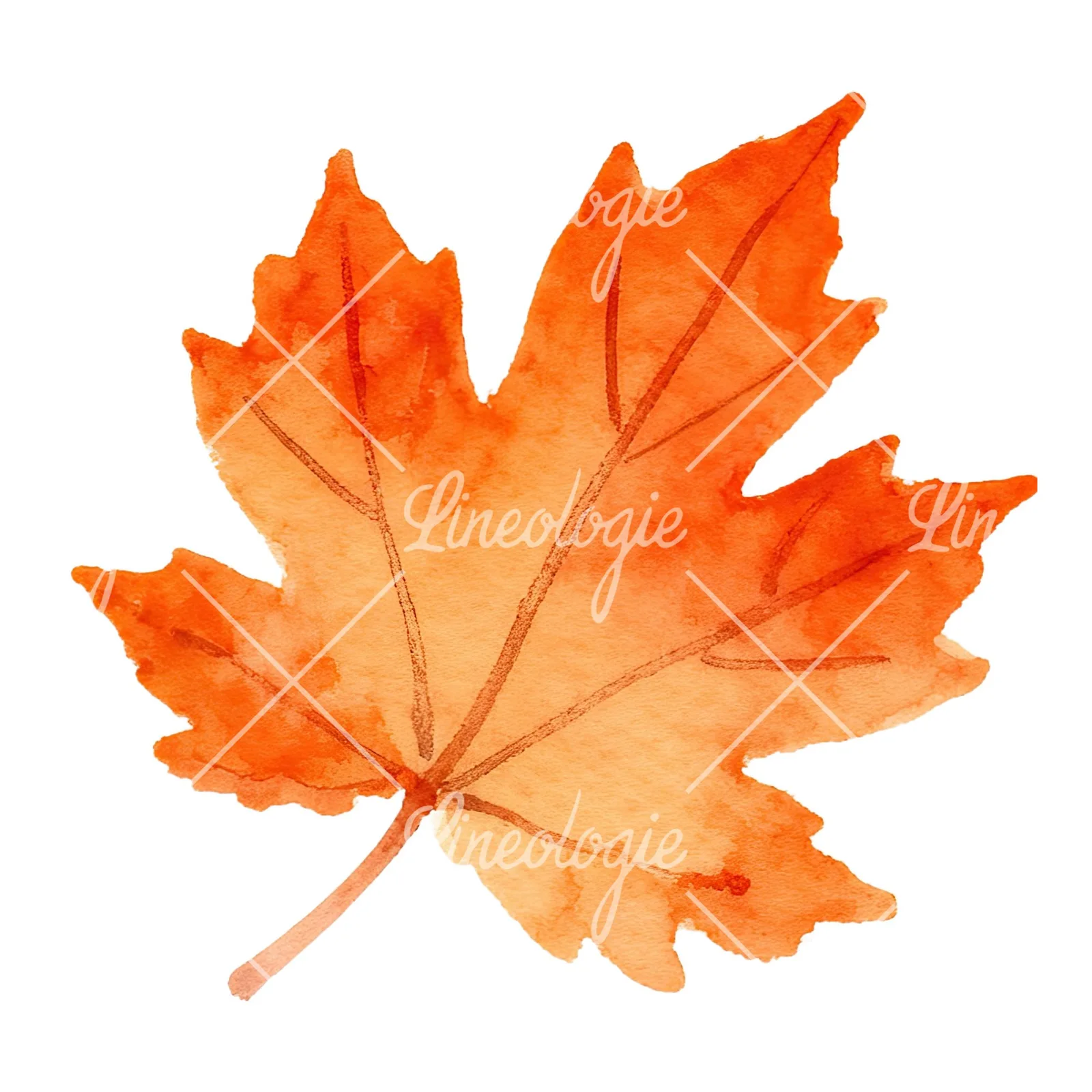 Watercolor red and orange autumn leaf clipart 3 of 12 on a white background (JPG)