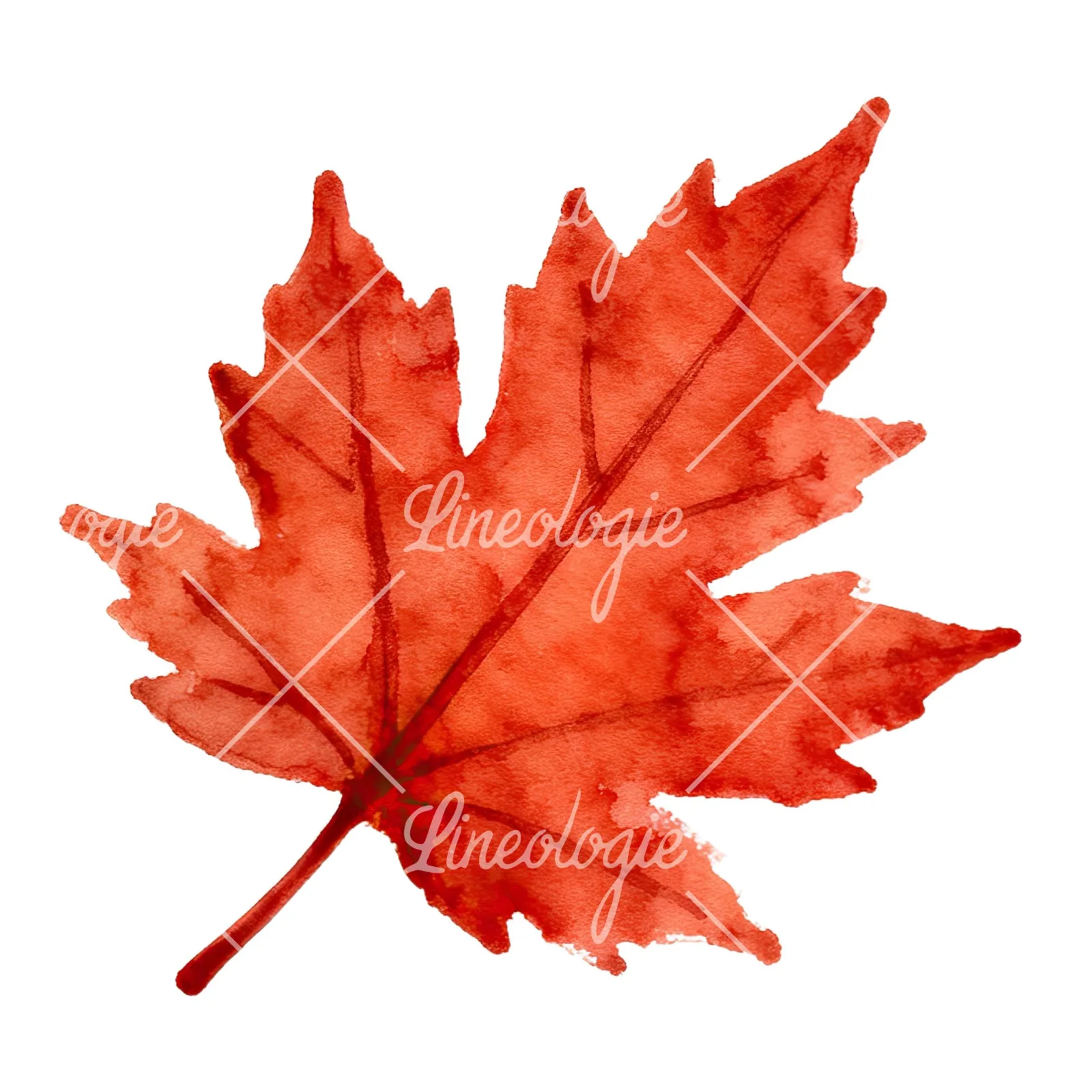 Watercolor red and orange autumn leaf clipart 4 of 12 on a white background (JPG)