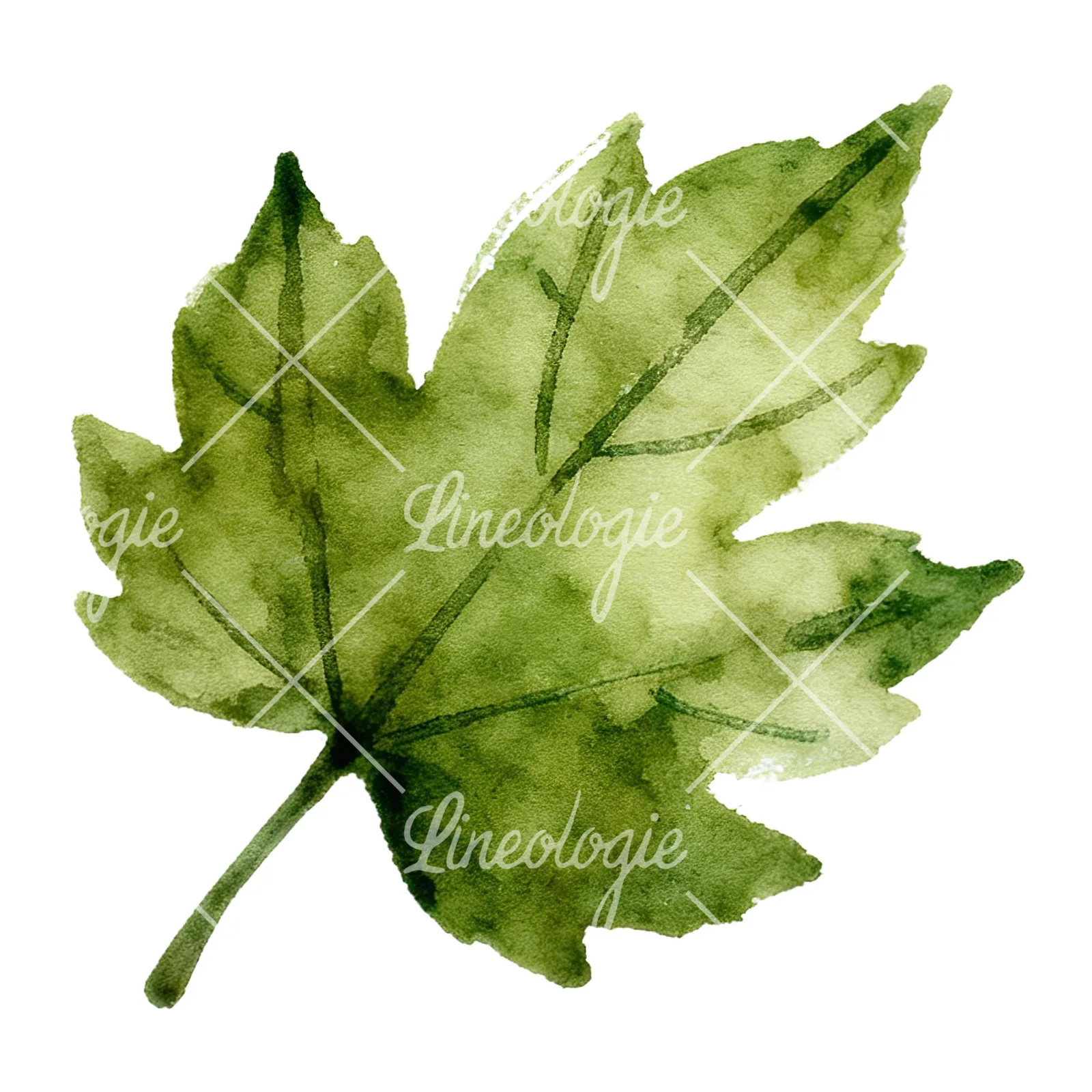 Watercolor red and orange autumn leaf clipart 6 of 12 on a white background (JPG)