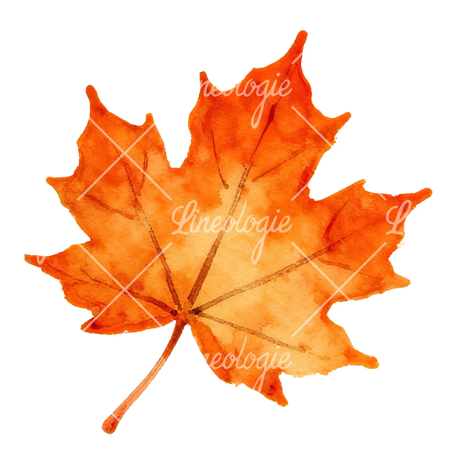 Watercolor red and orange autumn leaf clipart 7 of 12 on a white background (JPG)