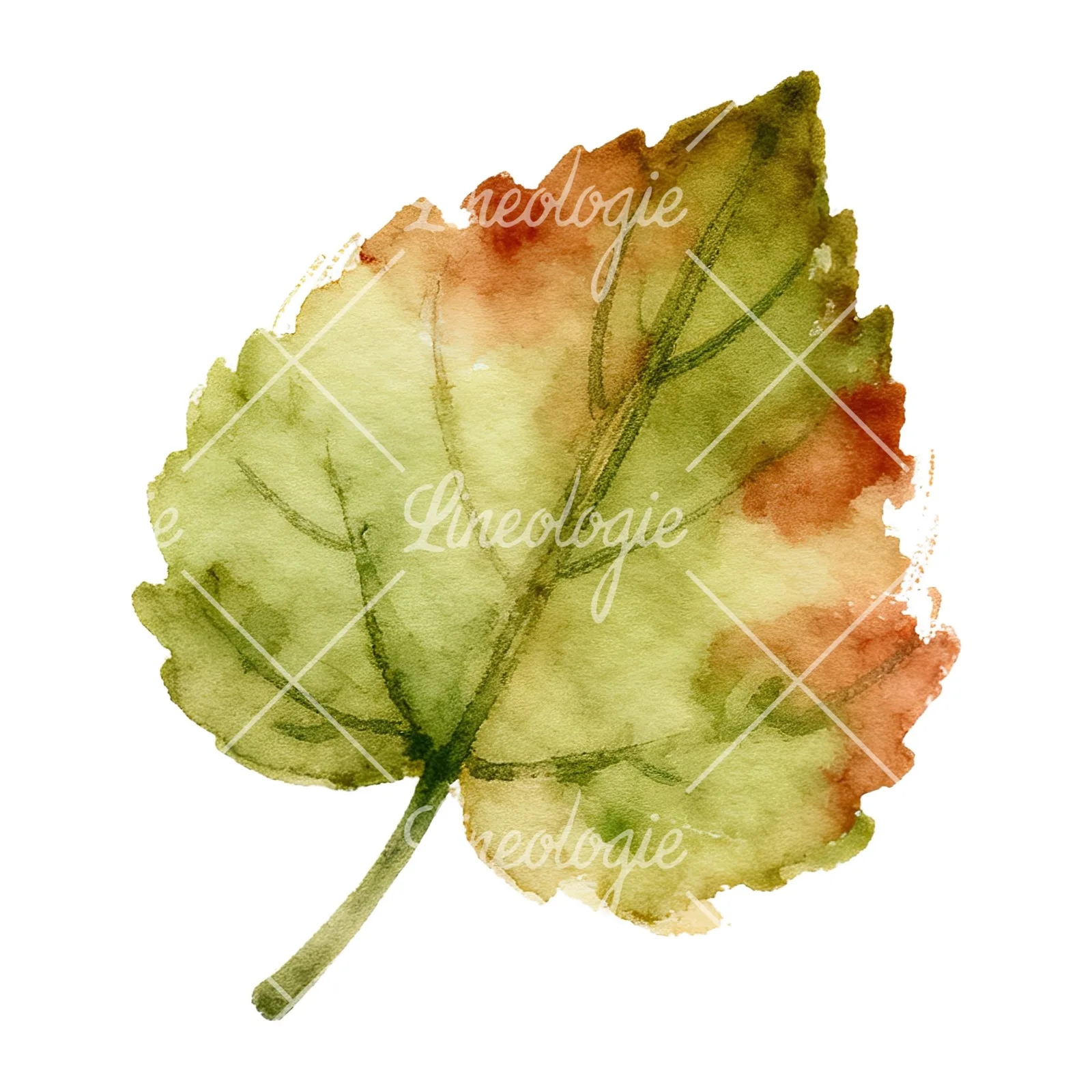 Watercolor red and orange autumn leaf clipart 8 of 12 on a white background (JPG)