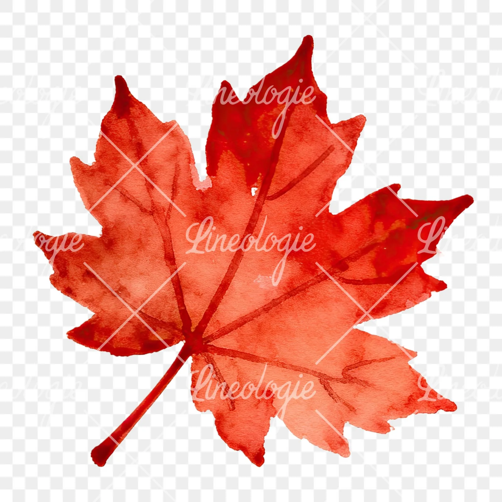 Watercolor red and orange autumn leaf clipart 9 of 12 on a transparent background (PNG)