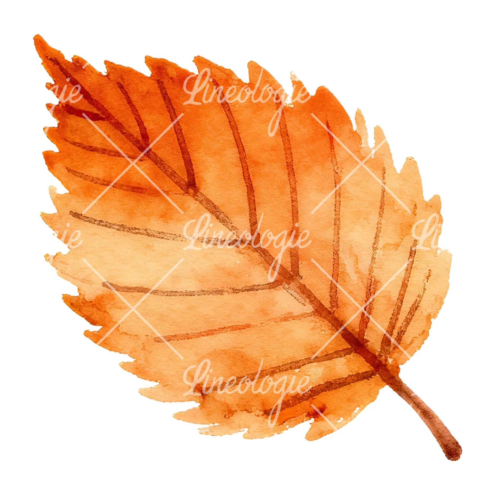 Watercolor red and orange autumn leaf clipart 10 of 12 on a white background (JPG)