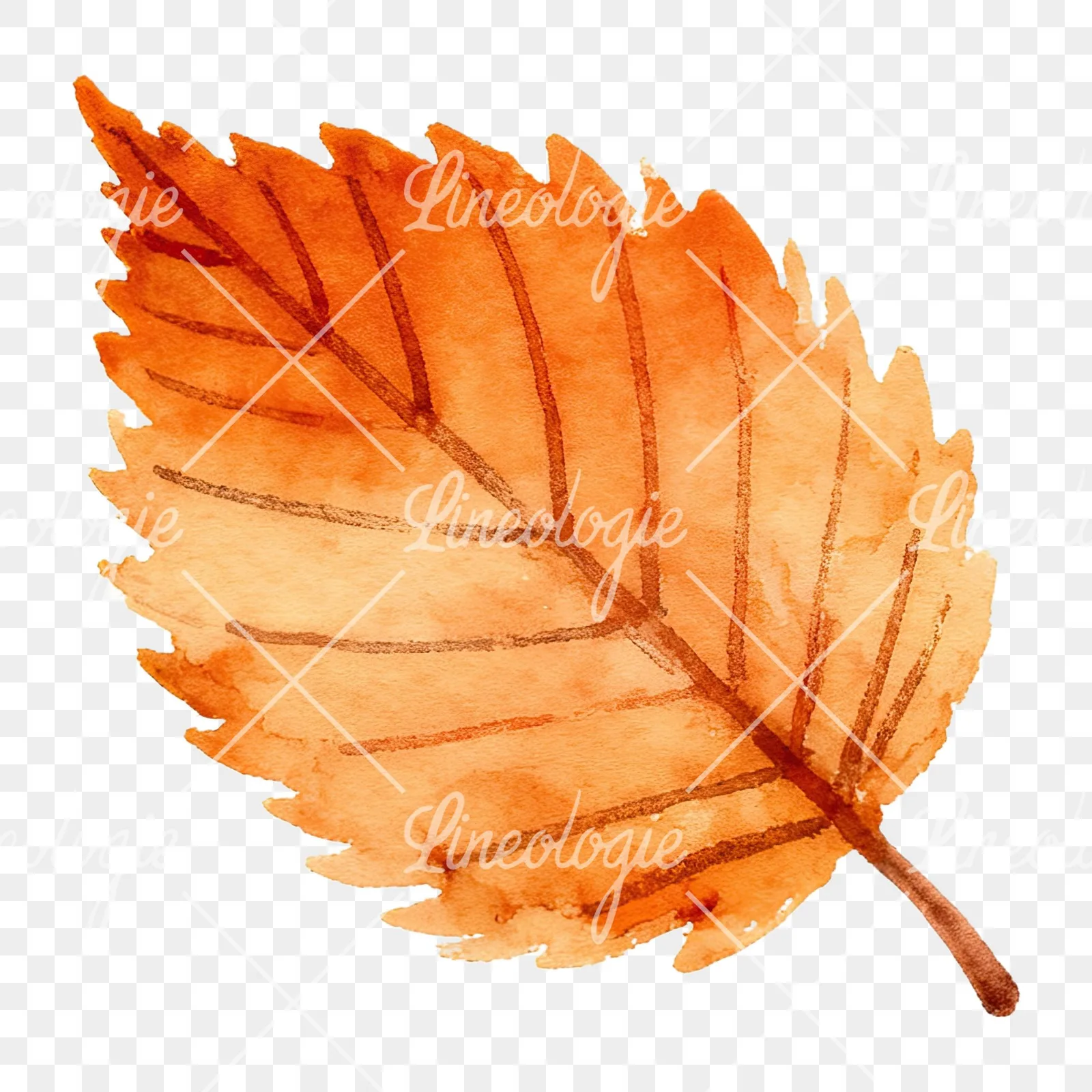 Watercolor red and orange autumn leaf clipart 10 of 12 on a transparent background (PNG)