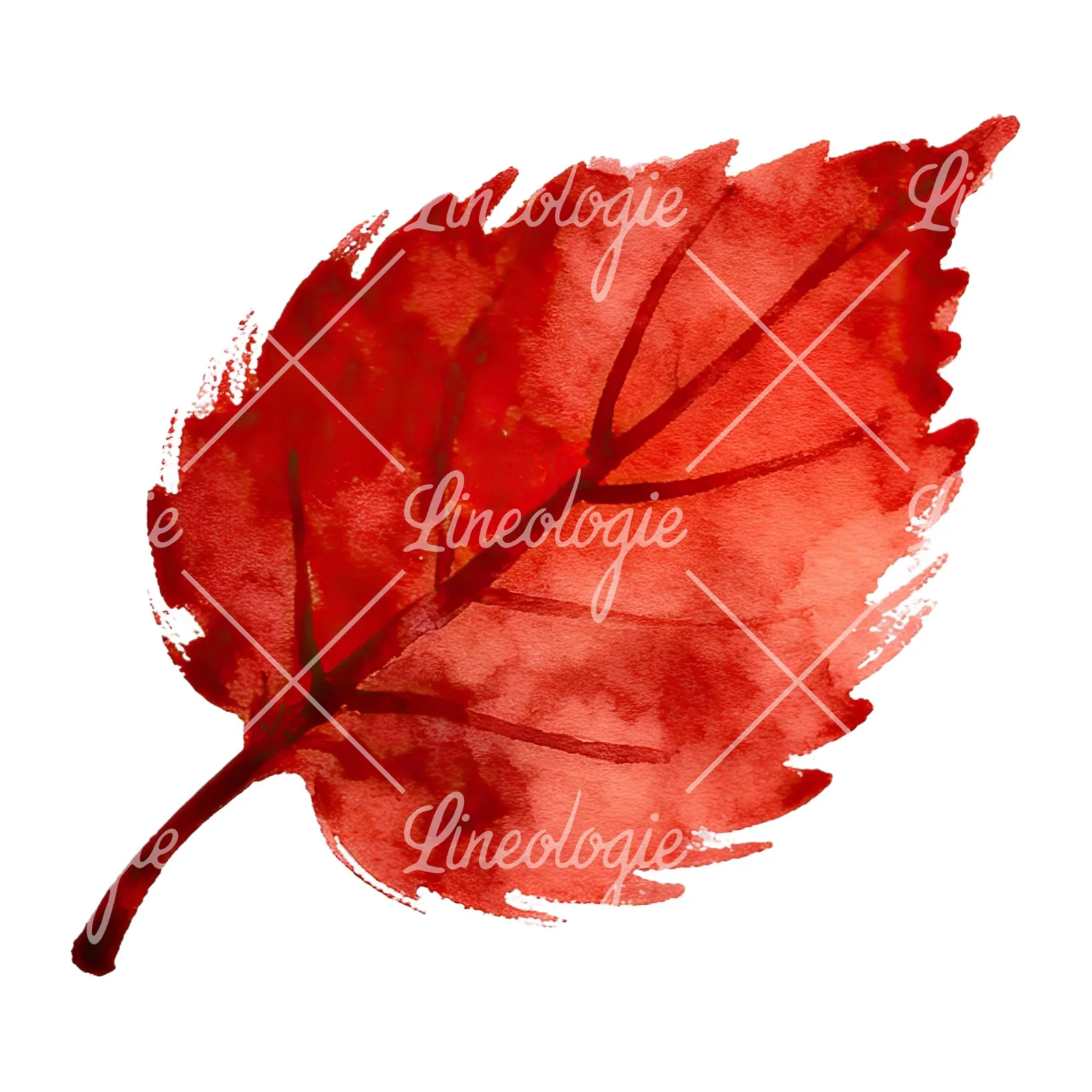 Watercolor red and orange autumn leaf clipart 11 of 12 on a white background (JPG)