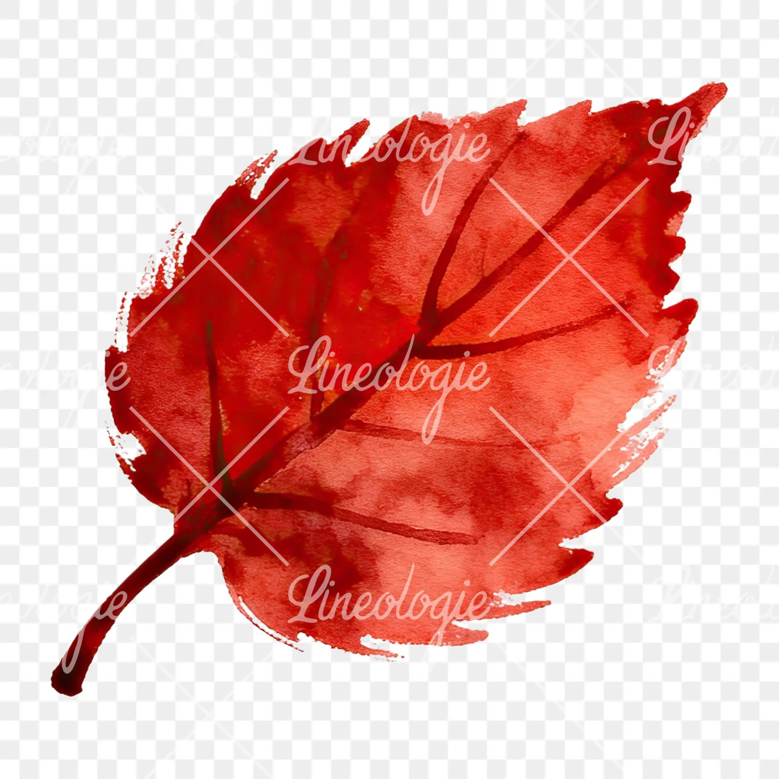 Watercolor red and orange autumn leaf clipart 11 of 12 on a transparent background (PNG)