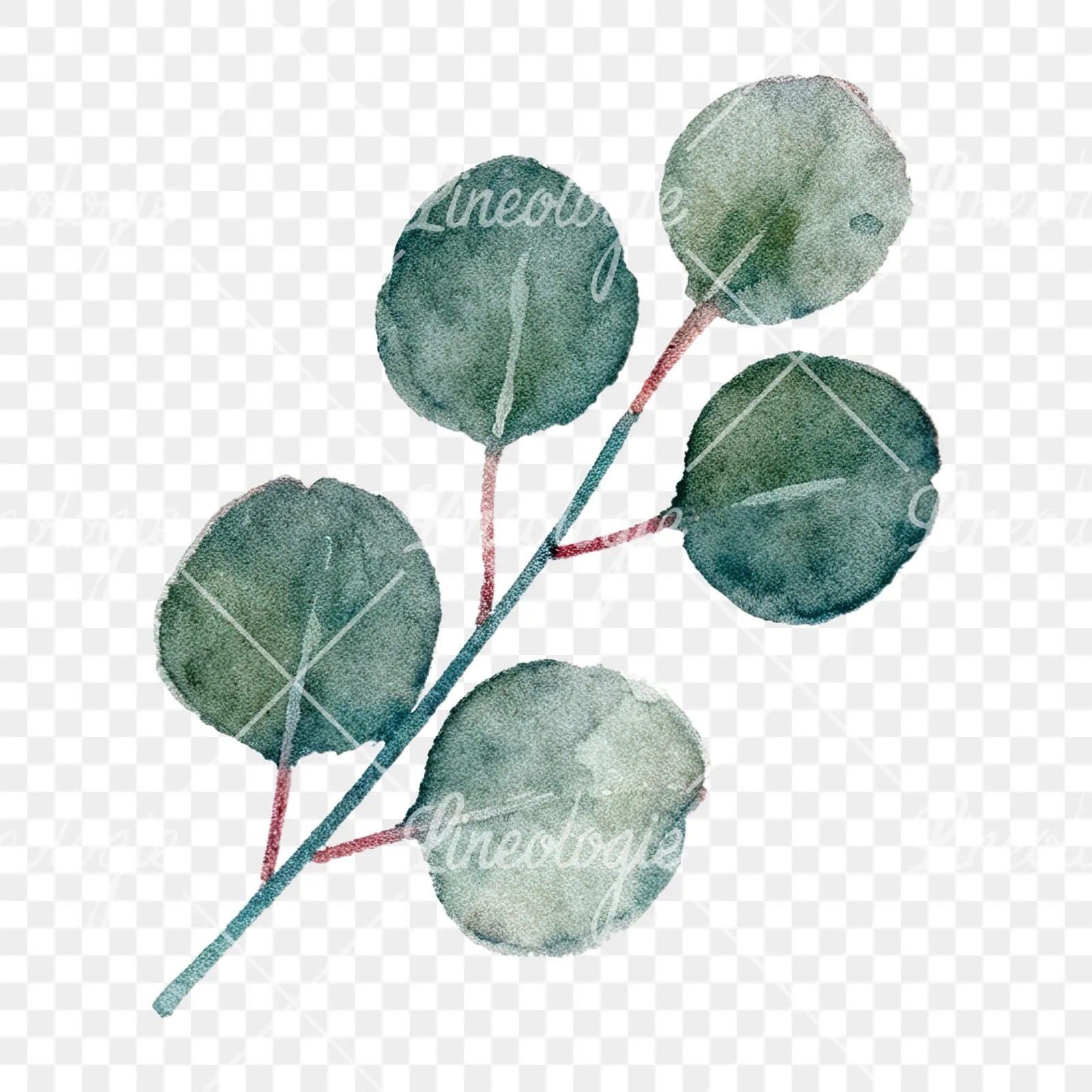 Watercolor eucalyptus branch with muted blues clipart 1 of 12 on a transparent background (PNG)