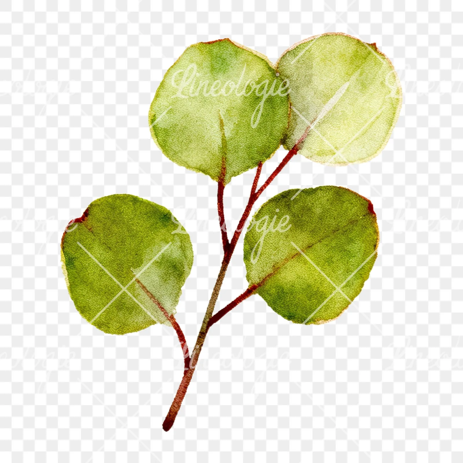 Watercolor eucalyptus branch with muted blues clipart 2 of 12 on a transparent background (PNG)