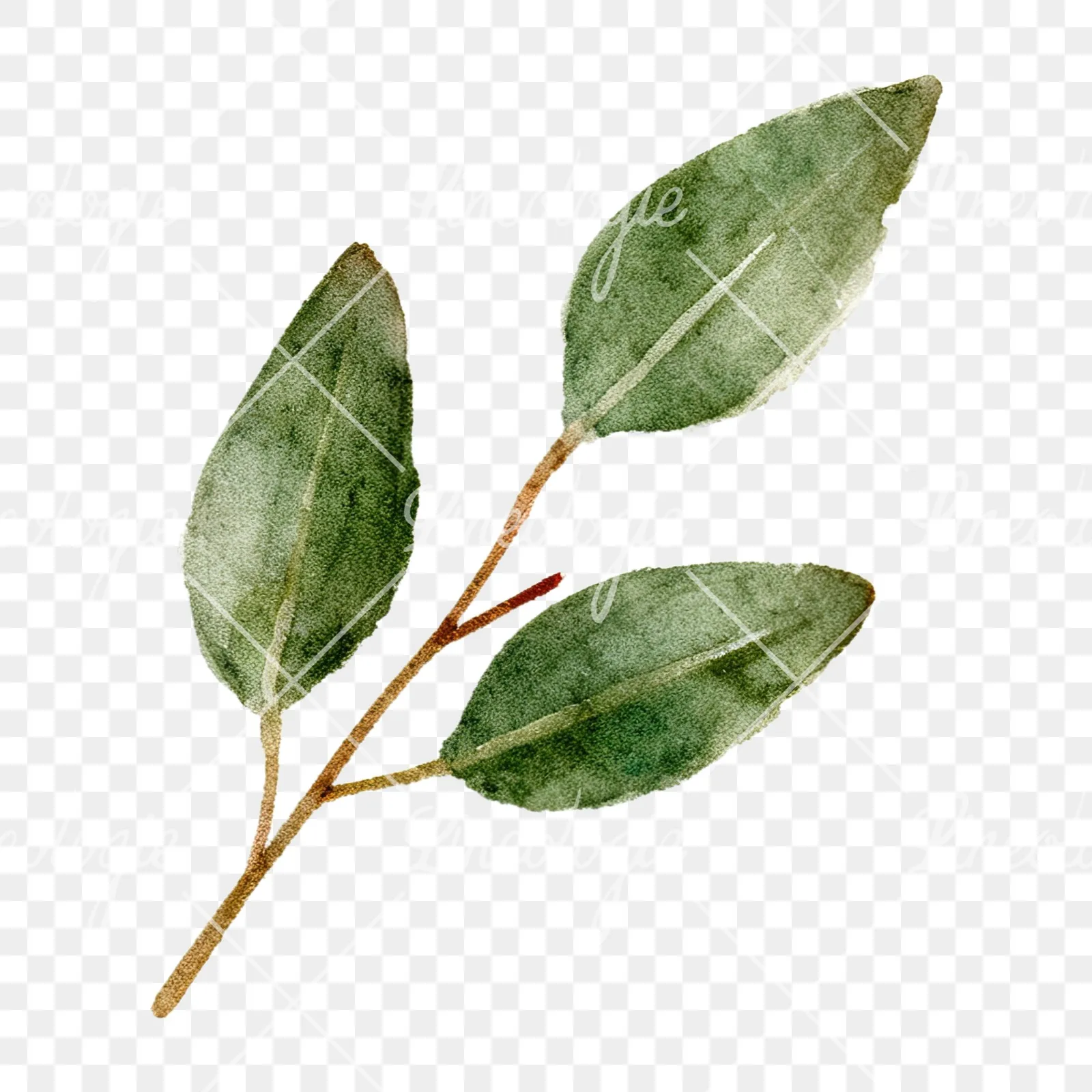 Watercolor eucalyptus branch with muted blues clipart 3 of 12 on a transparent background (PNG)