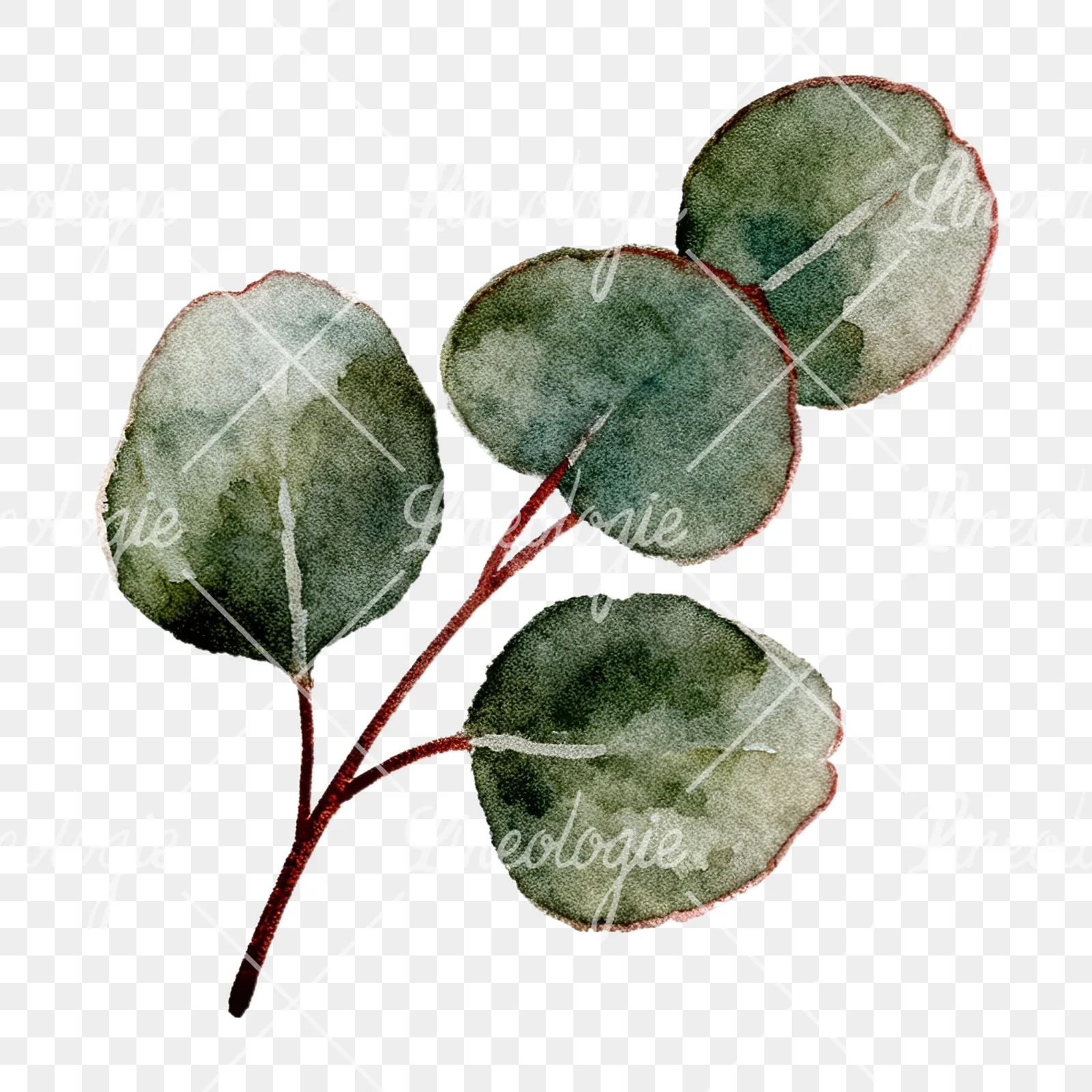Watercolor eucalyptus branch with muted blues clipart 4 of 12 on a transparent background (PNG)