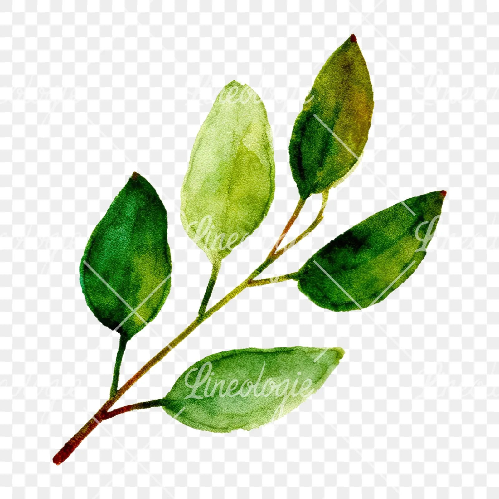 Watercolor eucalyptus branch with muted blues clipart 5 of 12 on a transparent background (PNG)