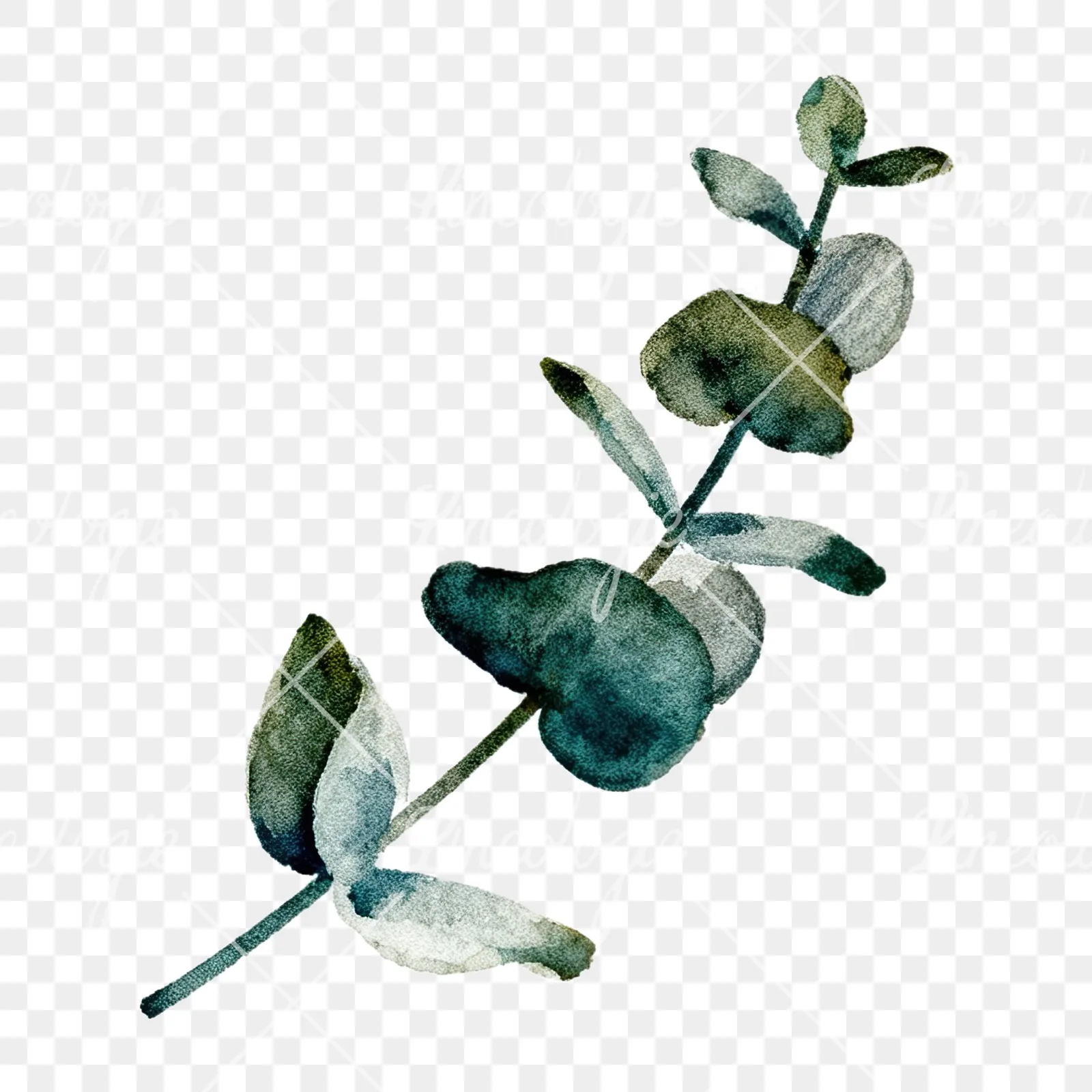 Watercolor eucalyptus branch with muted blues clipart 7 of 12 on a transparent background (PNG)