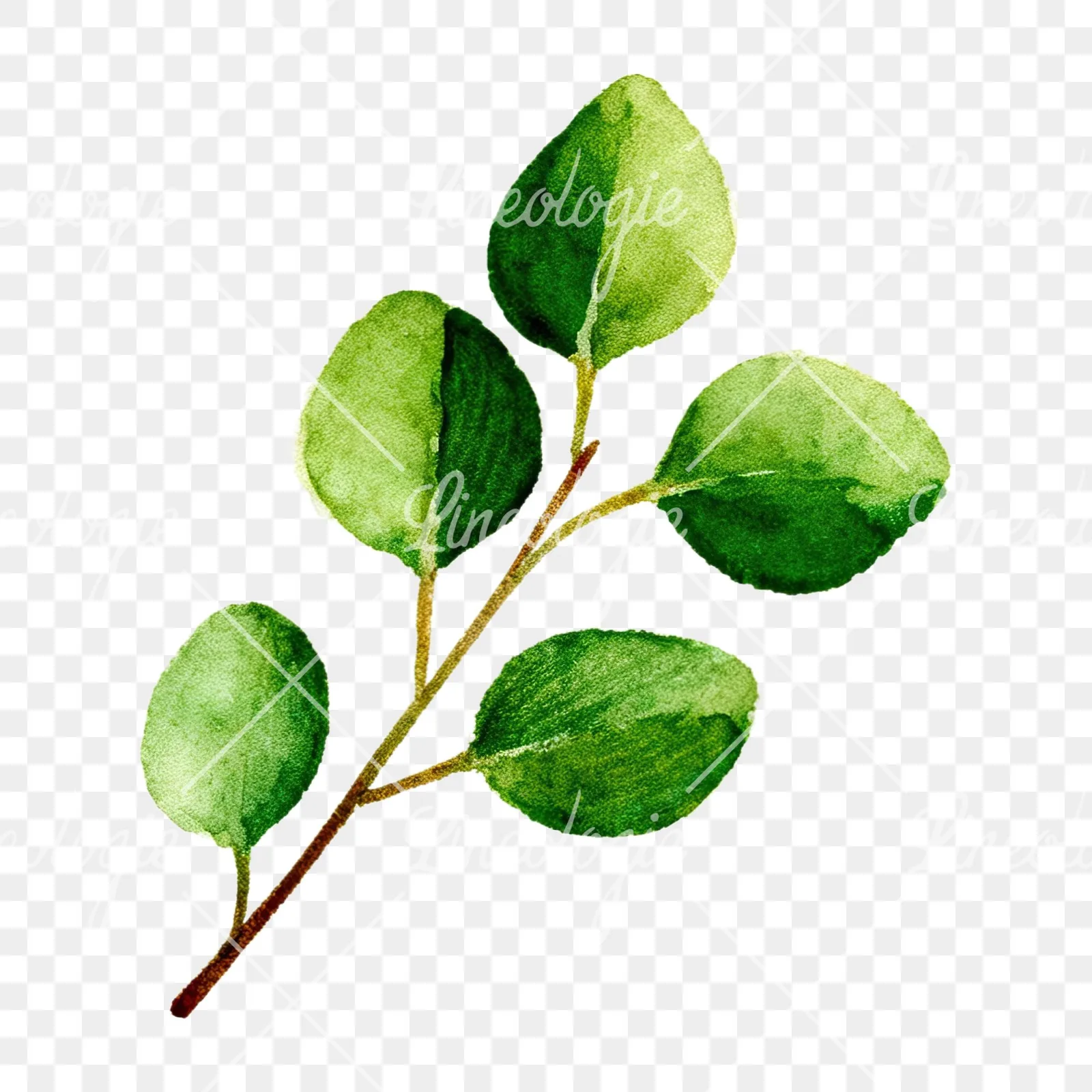 Watercolor eucalyptus branch with muted blues clipart 8 of 12 on a transparent background (PNG)