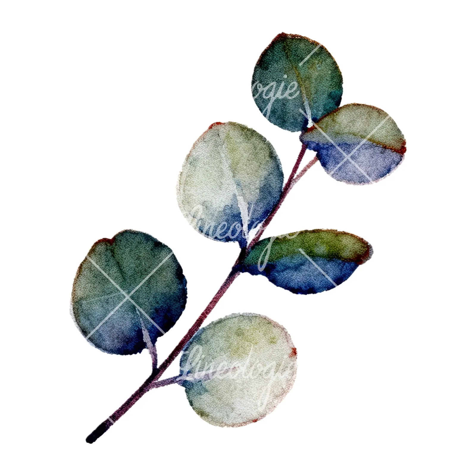 Watercolor eucalyptus branch with muted blues clipart 9 of 12 on a white background (JPG)
