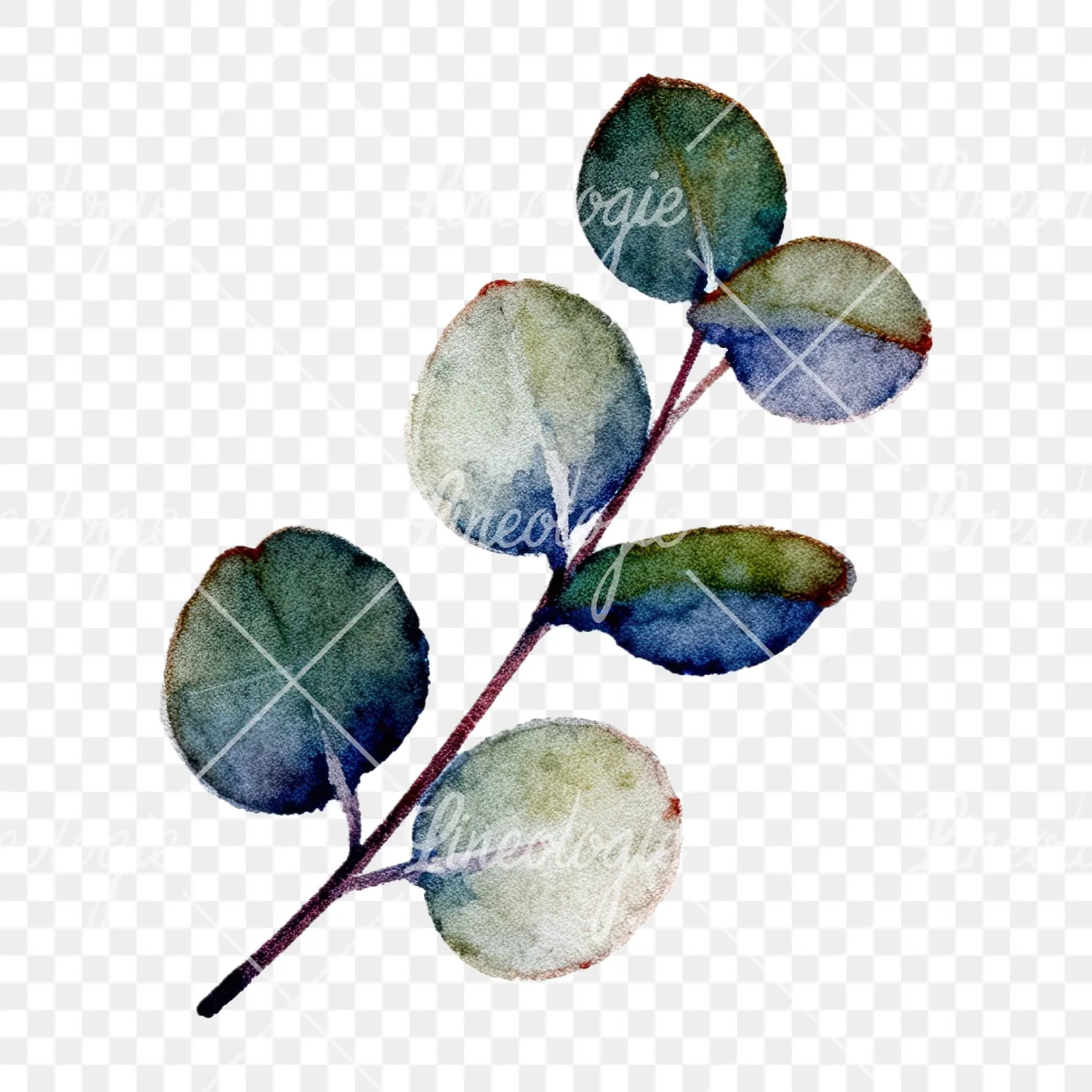 Watercolor eucalyptus branch with muted blues clipart 9 of 12 on a transparent background (PNG)