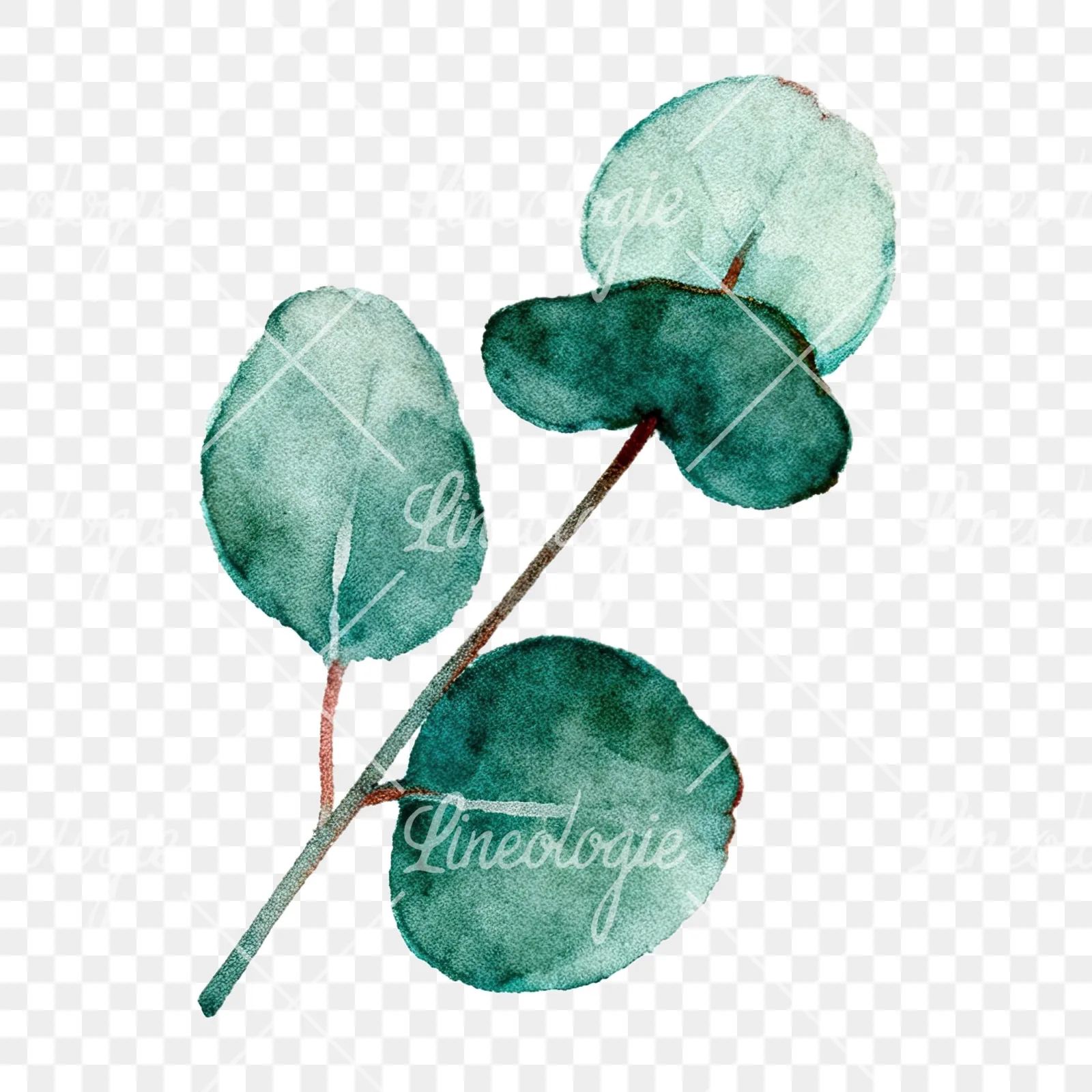 Watercolor eucalyptus branch with muted blues clipart 10 of 12 on a transparent background (PNG)