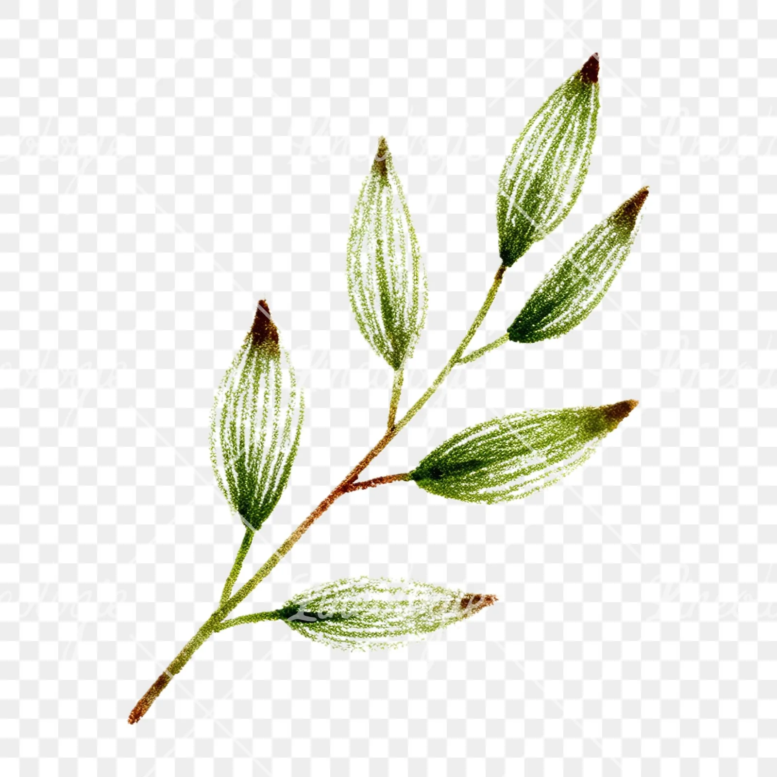 Watercolor eucalyptus branch with muted blues clipart 12 of 12 on a transparent background (PNG)
