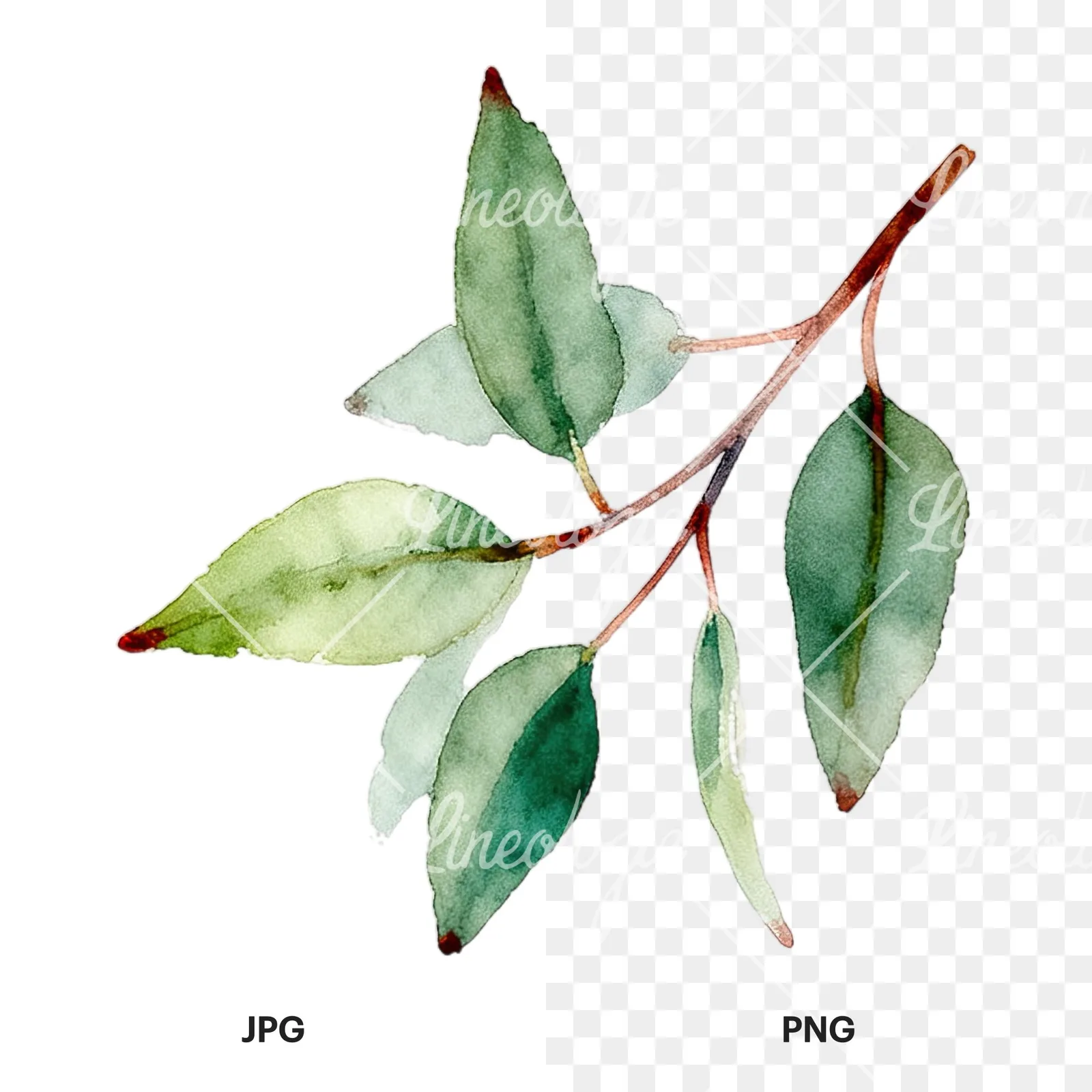 Watercolor eucalyptus leaf clipart 1 of 12, as a JPG on white and a transparent PNG