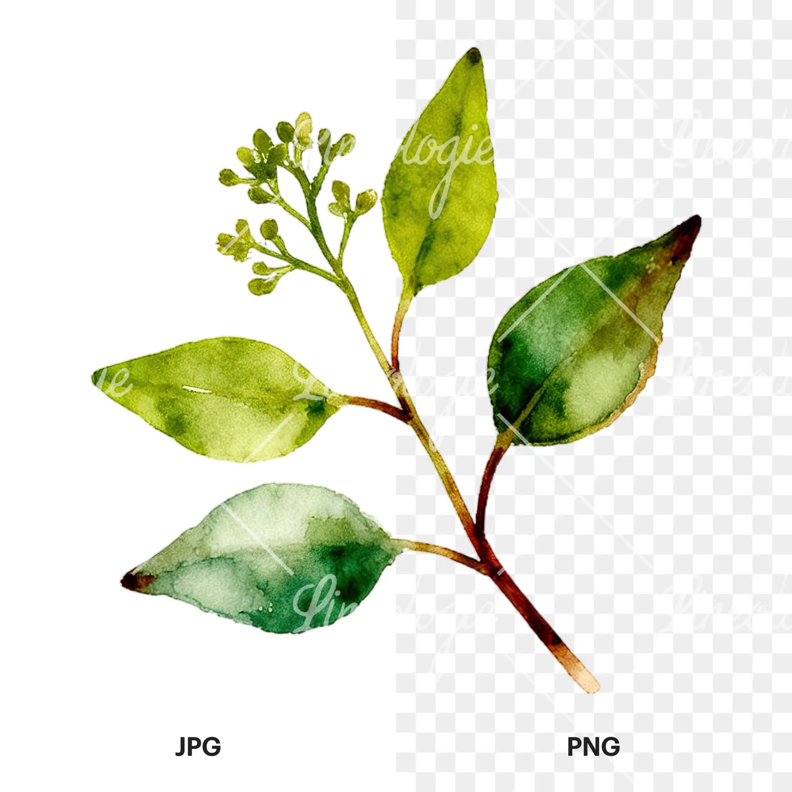 Watercolor eucalyptus leaf clipart 4 of 12, as a JPG on white and a transparent PNG