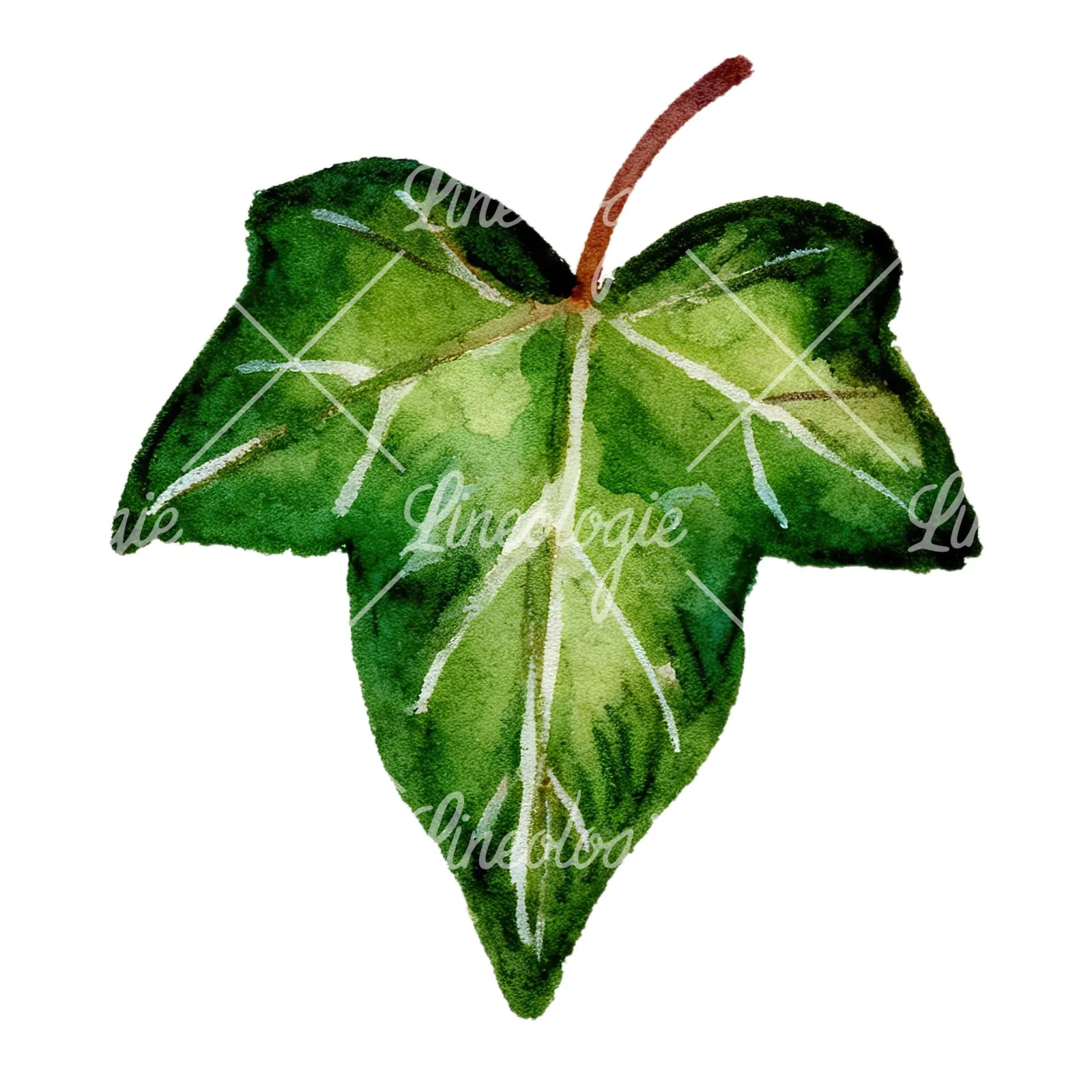 Watercolor twelve ivy leaves clipart 2 of 12 on a white background (JPG)