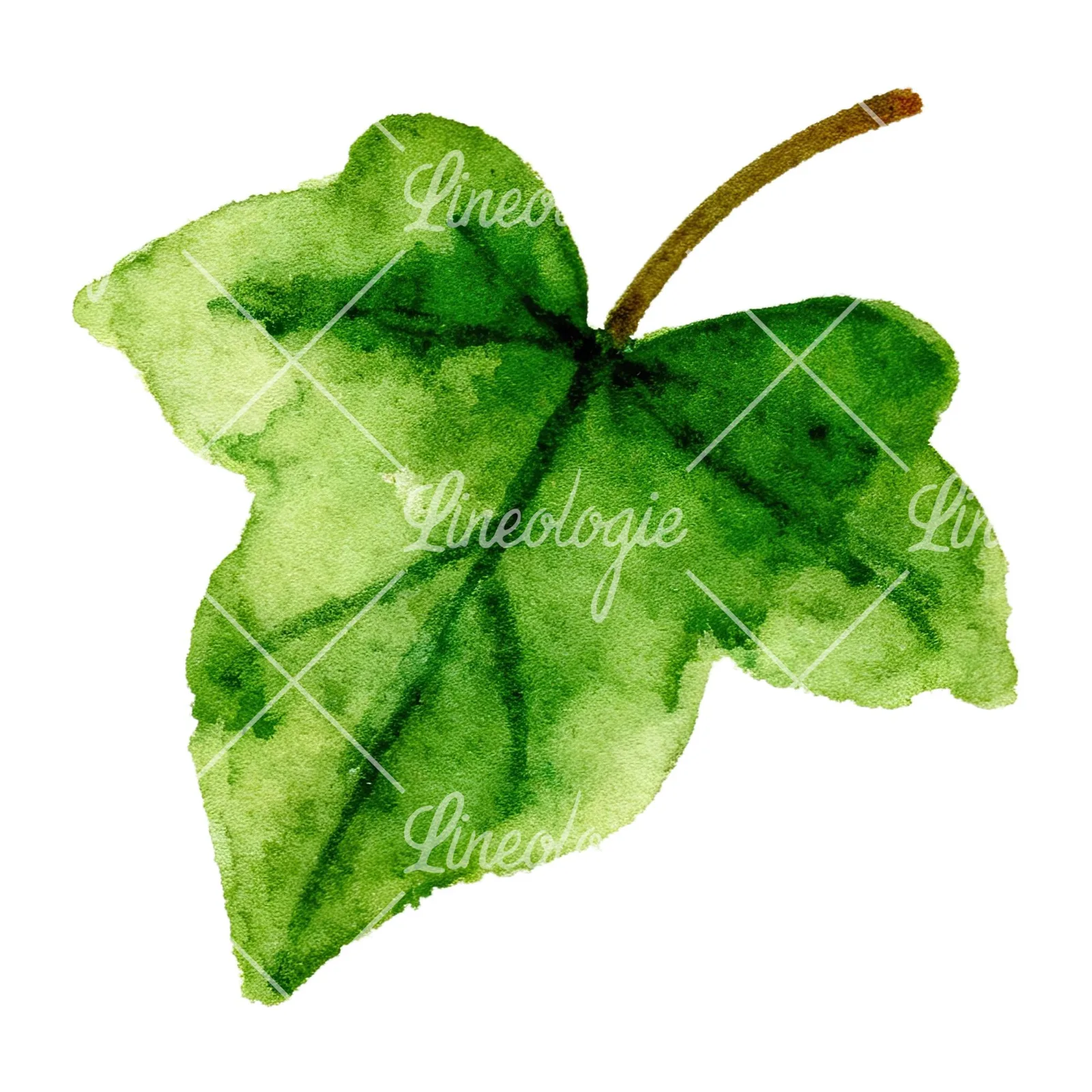 Watercolor twelve ivy leaves clipart 3 of 12 on a white background (JPG)
