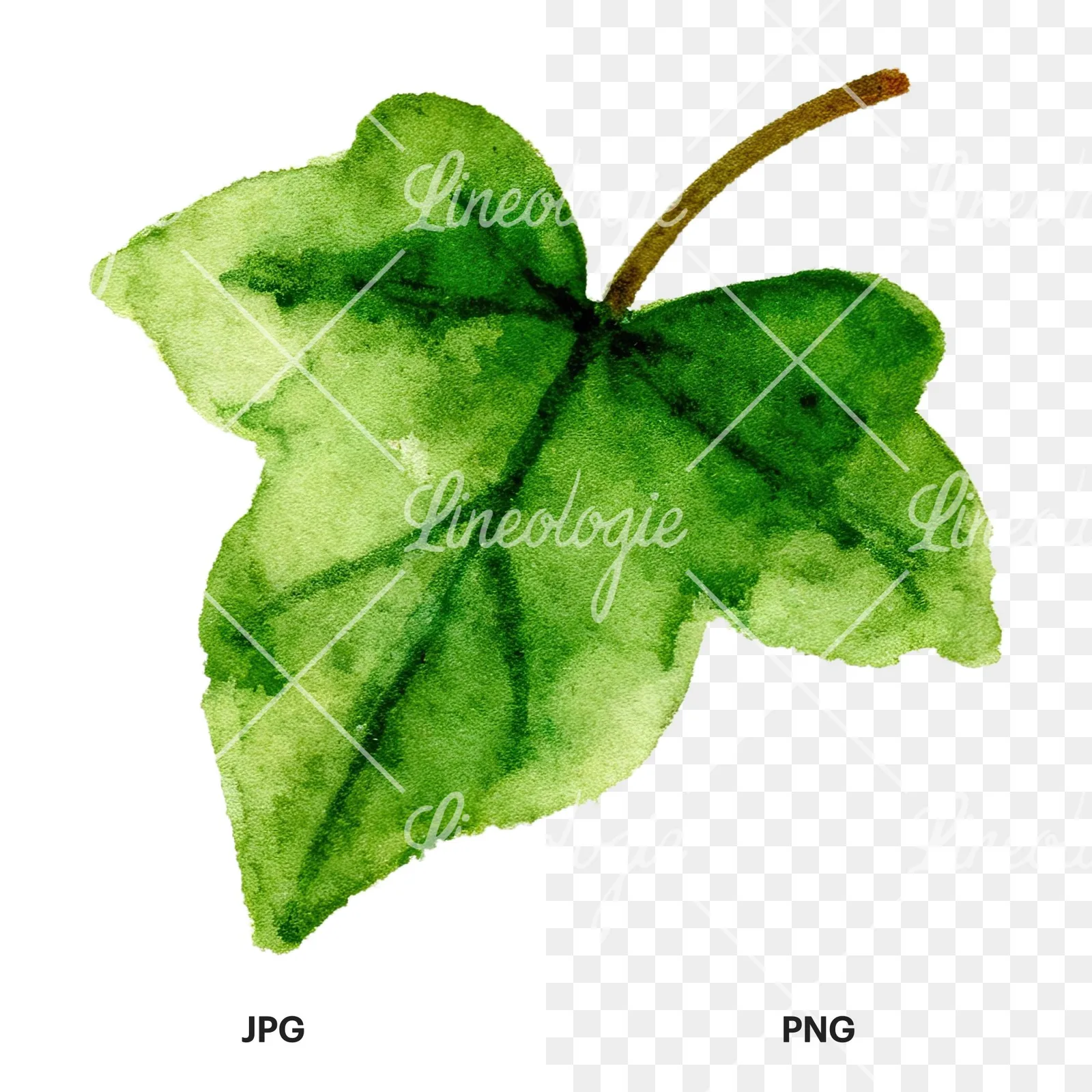 Watercolor twelve ivy leaves clipart 3 of 12, as a JPG on white and a transparent PNG
