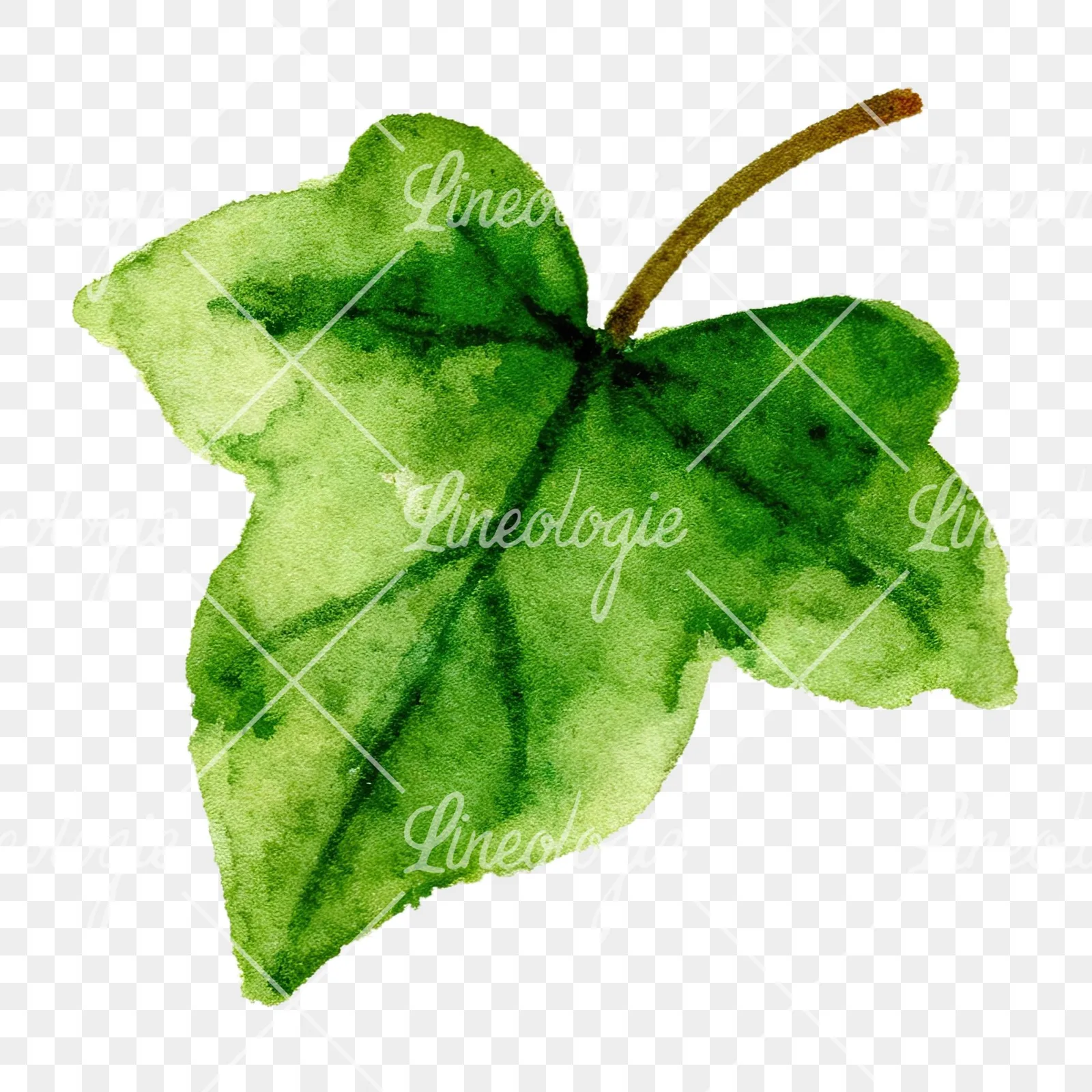 Watercolor twelve ivy leaves clipart 3 of 12 on a transparent background (PNG)