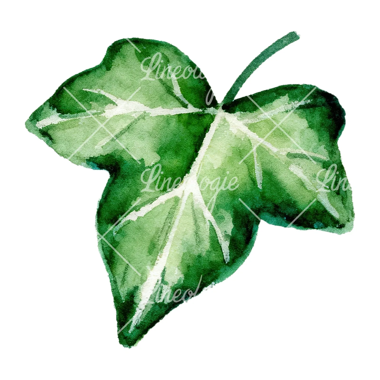 Watercolor twelve ivy leaves clipart 5 of 12 on a white background (JPG)