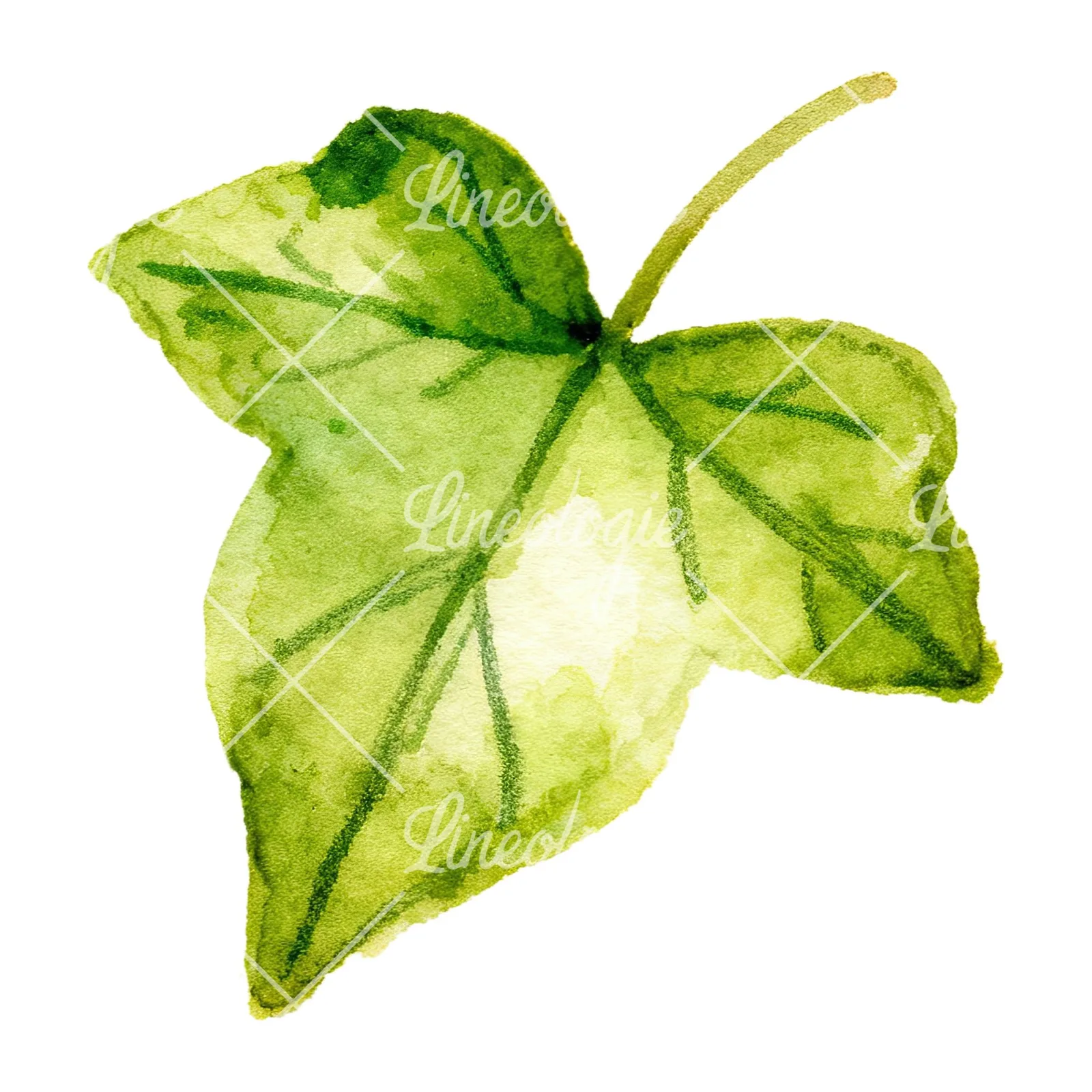 Watercolor twelve ivy leaves clipart 6 of 12 on a white background (JPG)