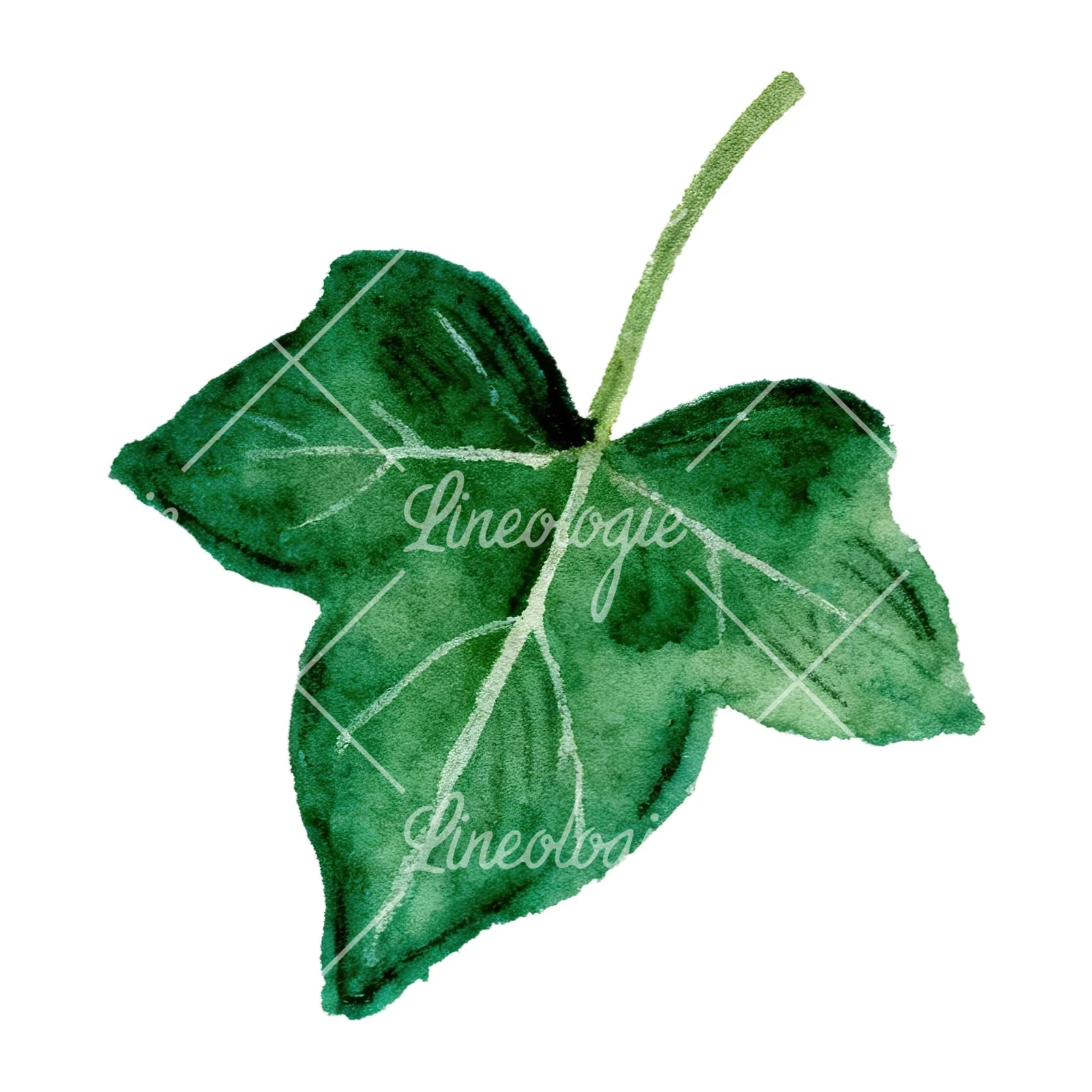 Watercolor twelve ivy leaves clipart 7 of 12 on a white background (JPG)