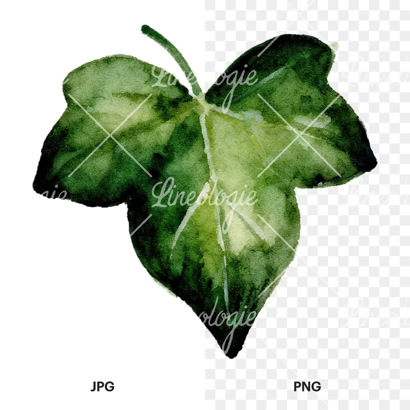 Watercolor twelve ivy leaves clipart 9 of 12, as a JPG on white and a transparent PNG