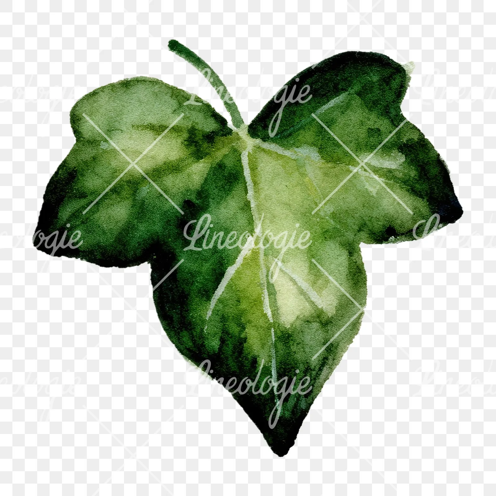 Watercolor twelve ivy leaves clipart 9 of 12 on a transparent background (PNG)