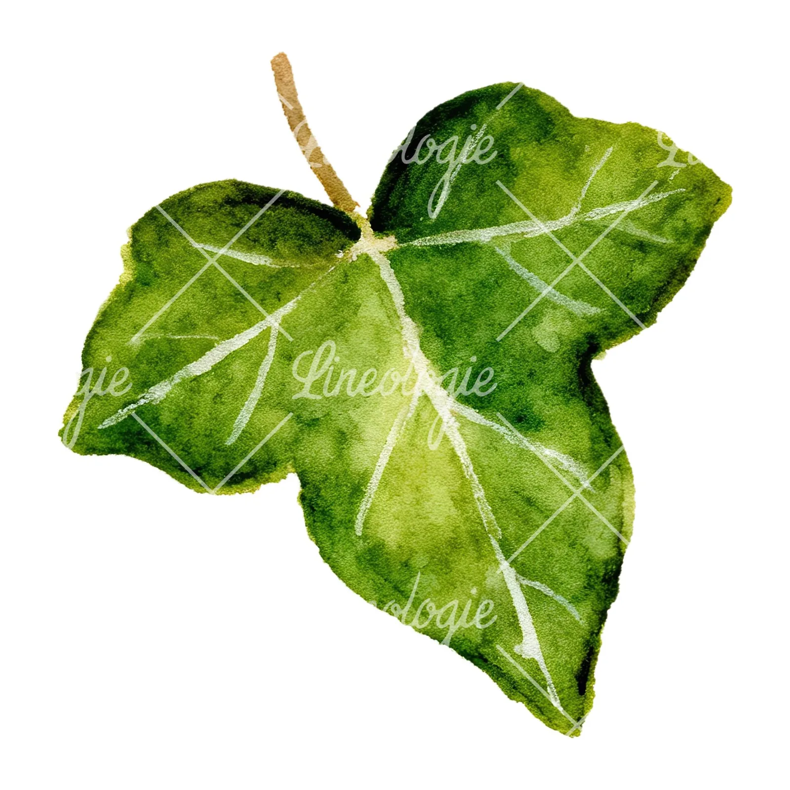 Watercolor twelve ivy leaves clipart 10 of 12 on a white background (JPG)
