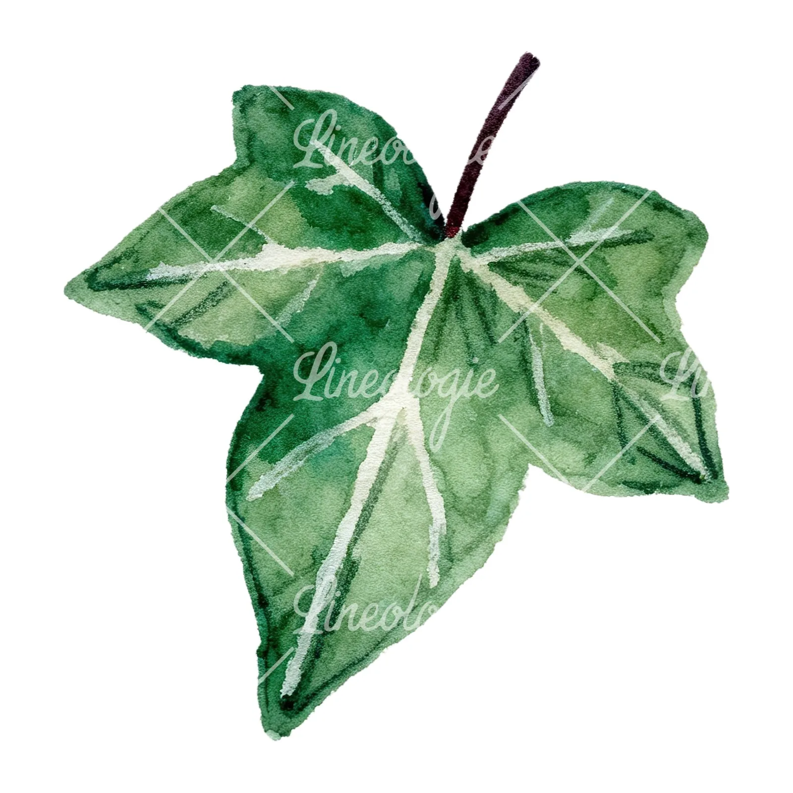 Watercolor twelve ivy leaves clipart 11 of 12 on a white background (JPG)