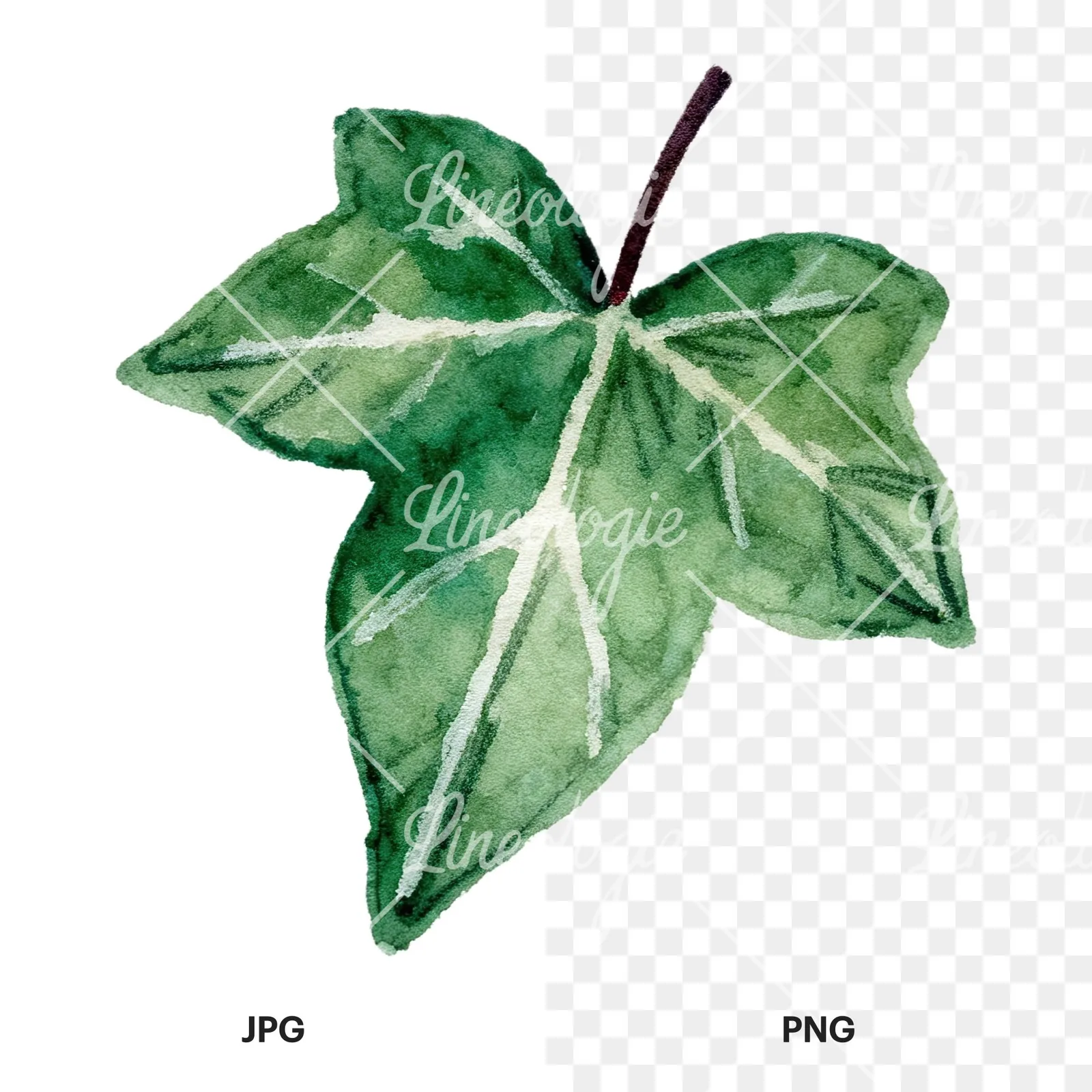 Watercolor twelve ivy leaves clipart 11 of 12, as a JPG on white and a transparent PNG