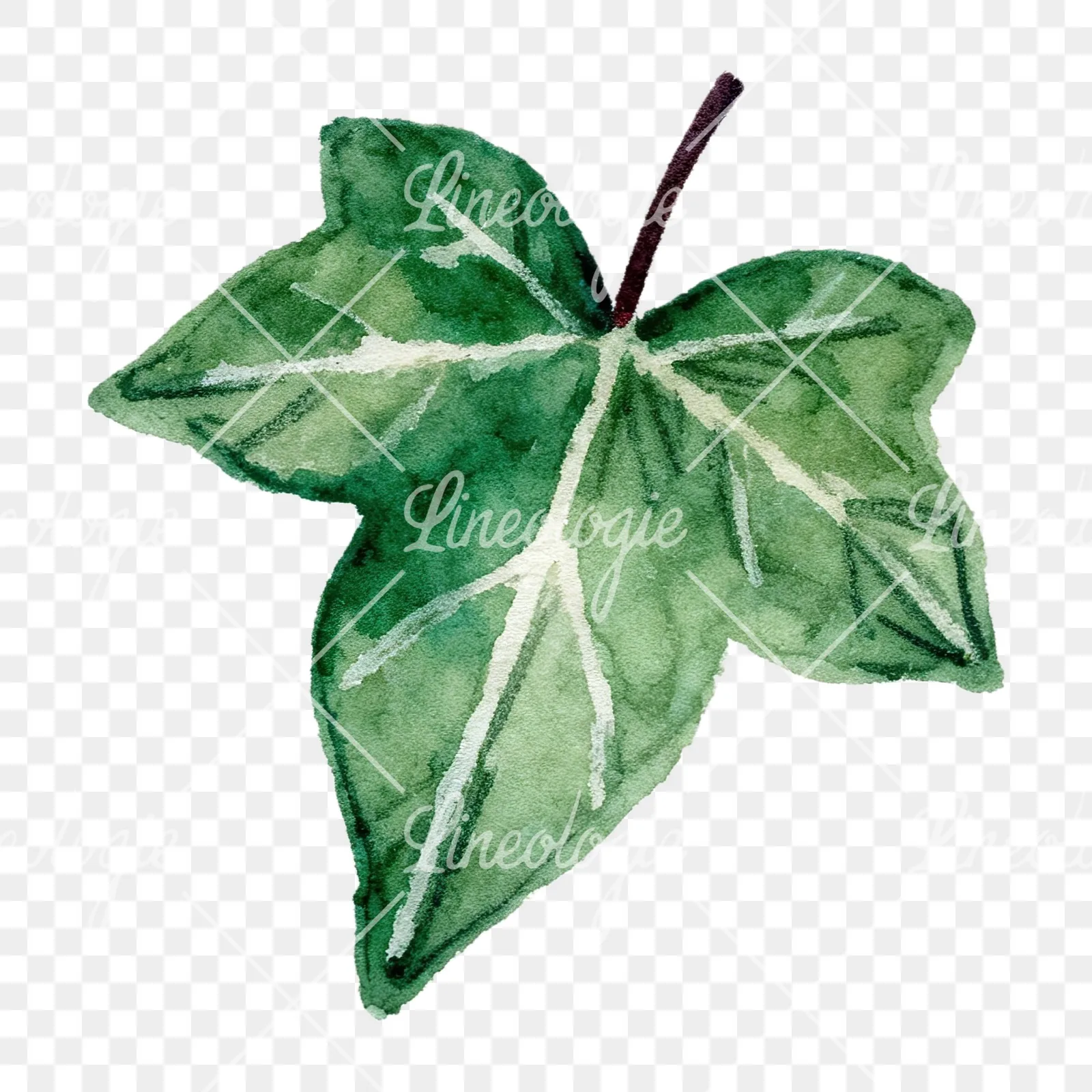 Watercolor twelve ivy leaves clipart 11 of 12 on a transparent background (PNG)