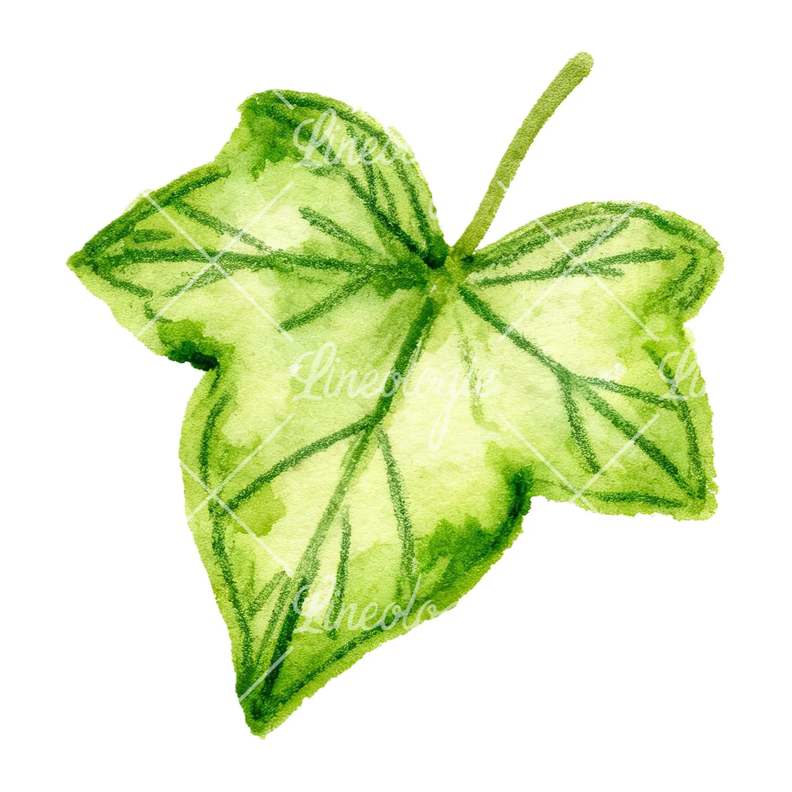 Watercolor twelve ivy leaves clipart 12 of 12 on a white background (JPG)