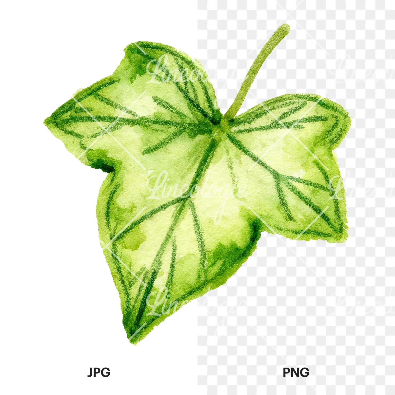 Watercolor twelve ivy leaves clipart 12 of 12, as a JPG on white and a transparent PNG