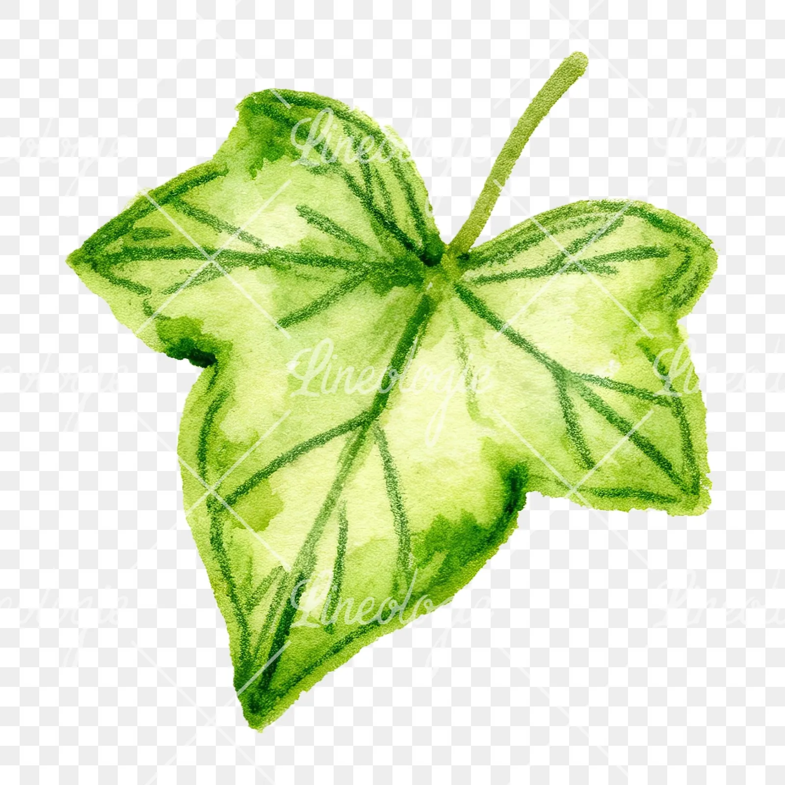 Watercolor twelve ivy leaves clipart 12 of 12 on a transparent background (PNG)