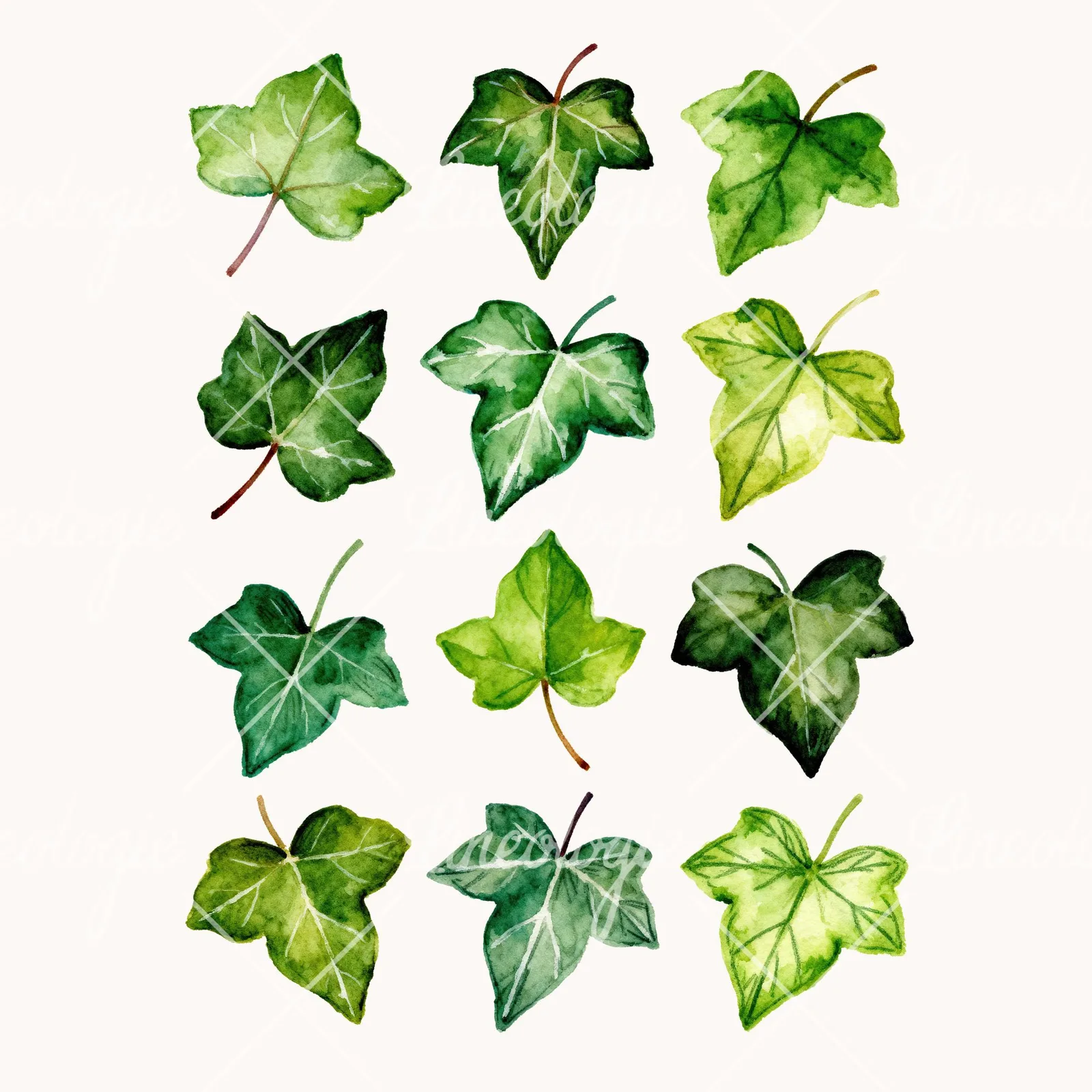 Watercolor Twelve Ivy Leaves Clipart, all 12 illustrations in the pack