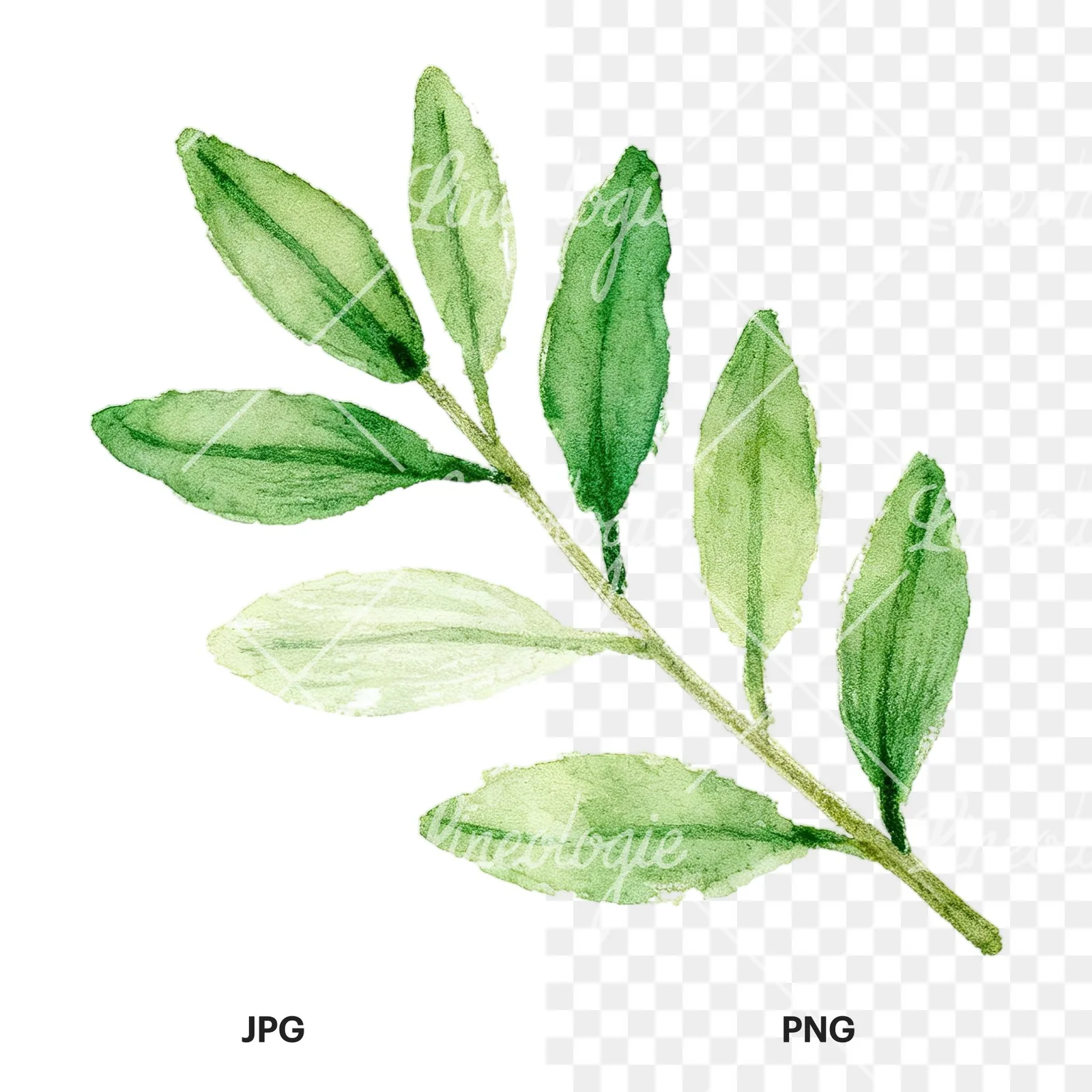 Watercolor laurel leaf clipart 1 of 12, as a JPG on white and a transparent PNG