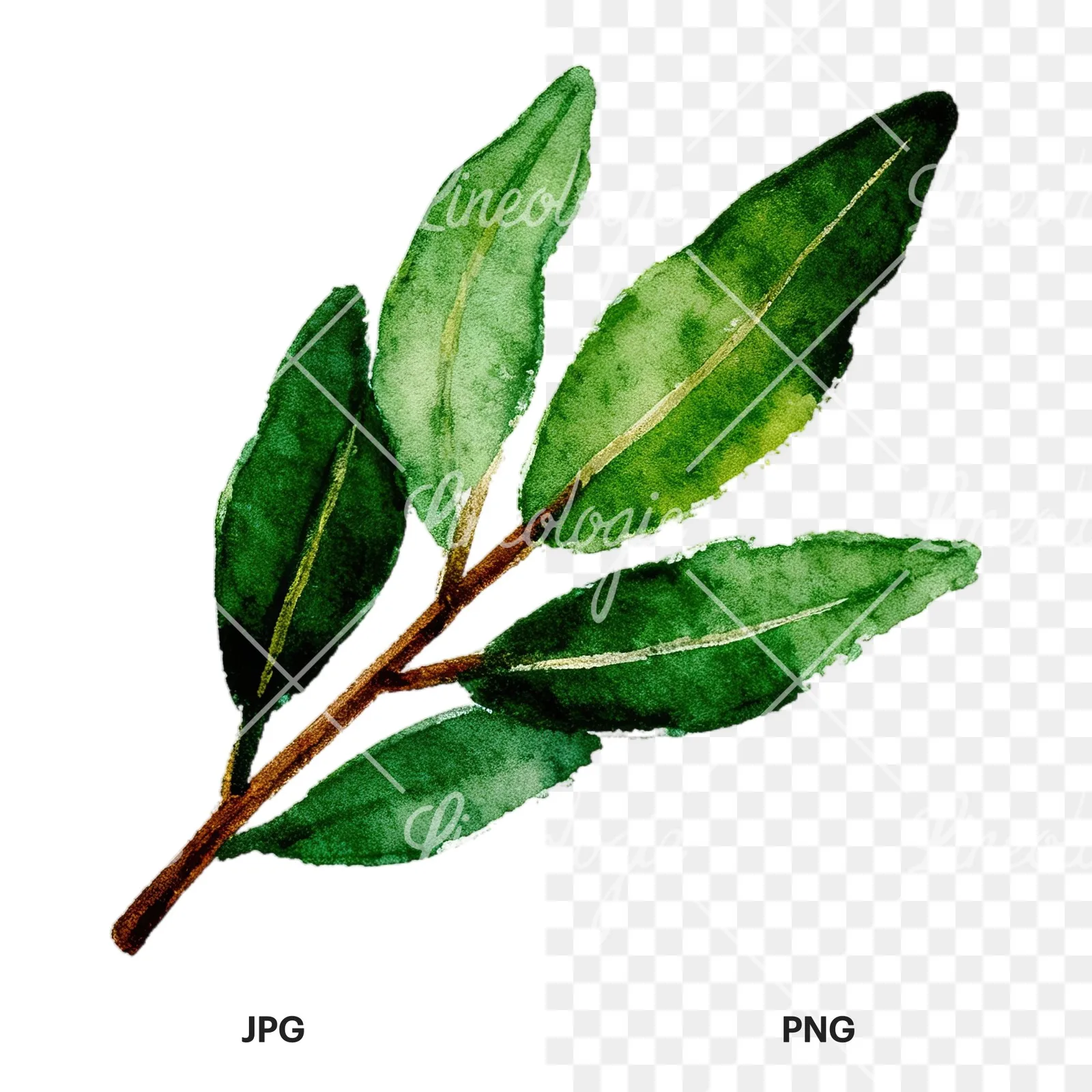 Watercolor laurel leaf clipart 4 of 12, as a JPG on white and a transparent PNG